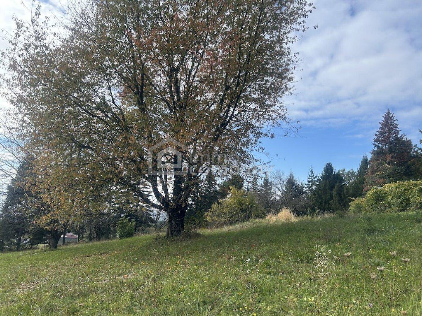 Großer Baum auf einer grünen Wiese mit weiteren Bäumen im Hintergrund unter blauem Himmel.
