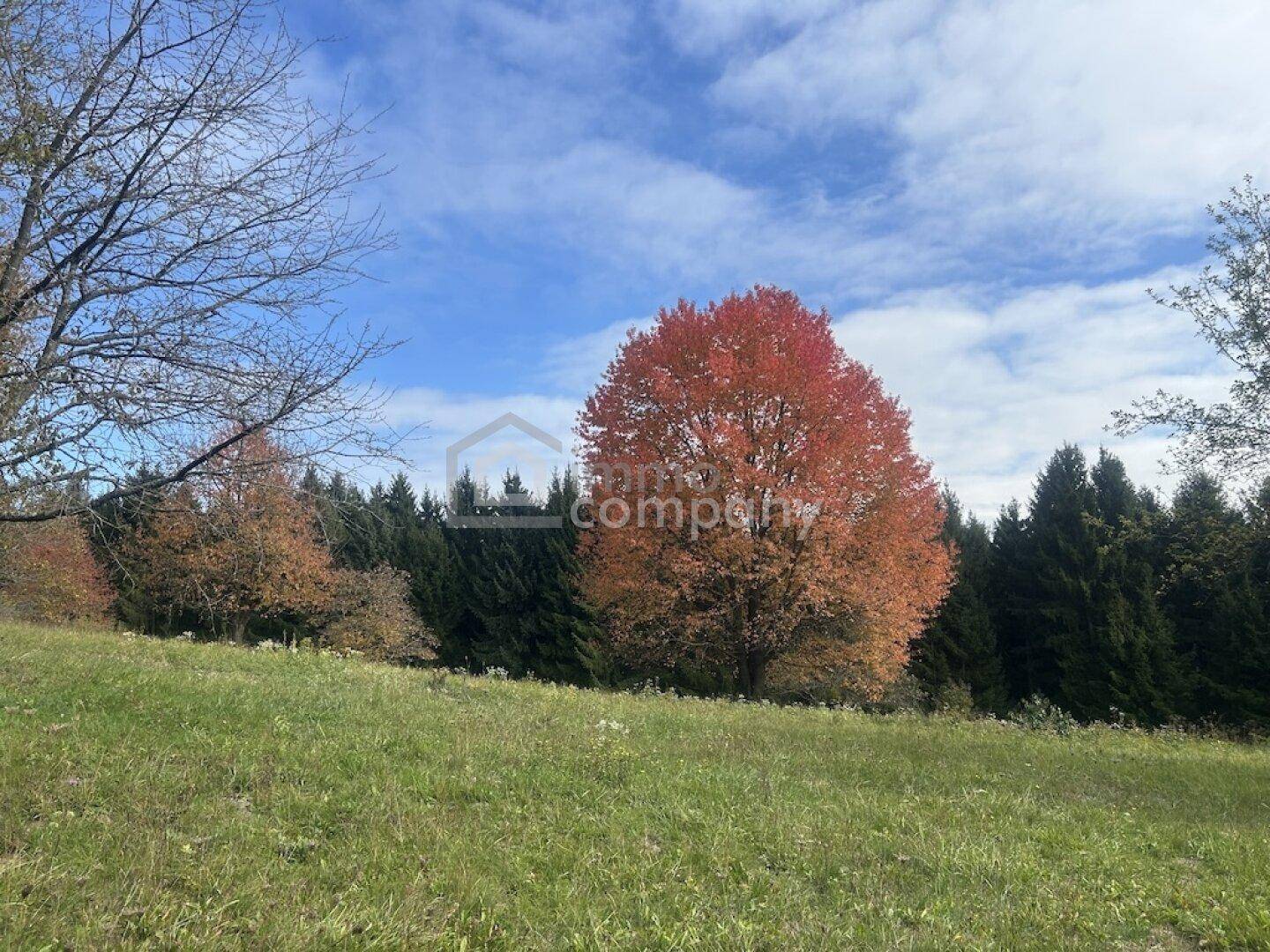 Weitläufige Wiesenlandschaft mit einem leuchtend roten Herbstbaum und Nadelbäumen im Hintergrund.