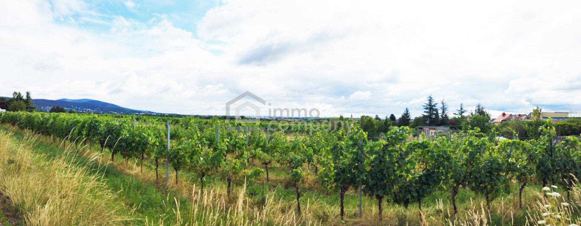 Panoramablick auf einen Weinberg mit üppigen Reben und sanften Hügeln im Hintergrund unter bewölktem Himmel.