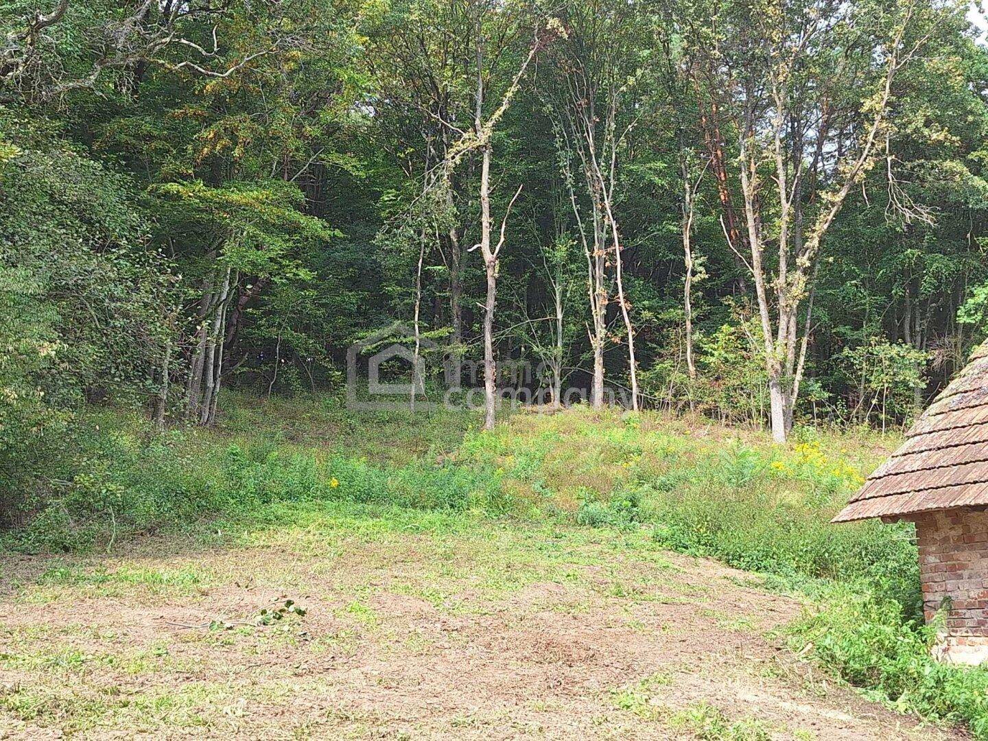 Weitläufiges Grundstück mit gemähtem Gras und dichtem Wald im Hintergrund.