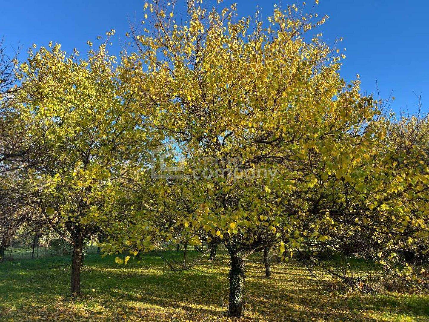 Sonniger Gartenbereich mit Bäumen, die leuchtend gelbe Herbstblätter tragen, unter klarem blauem Himmel.