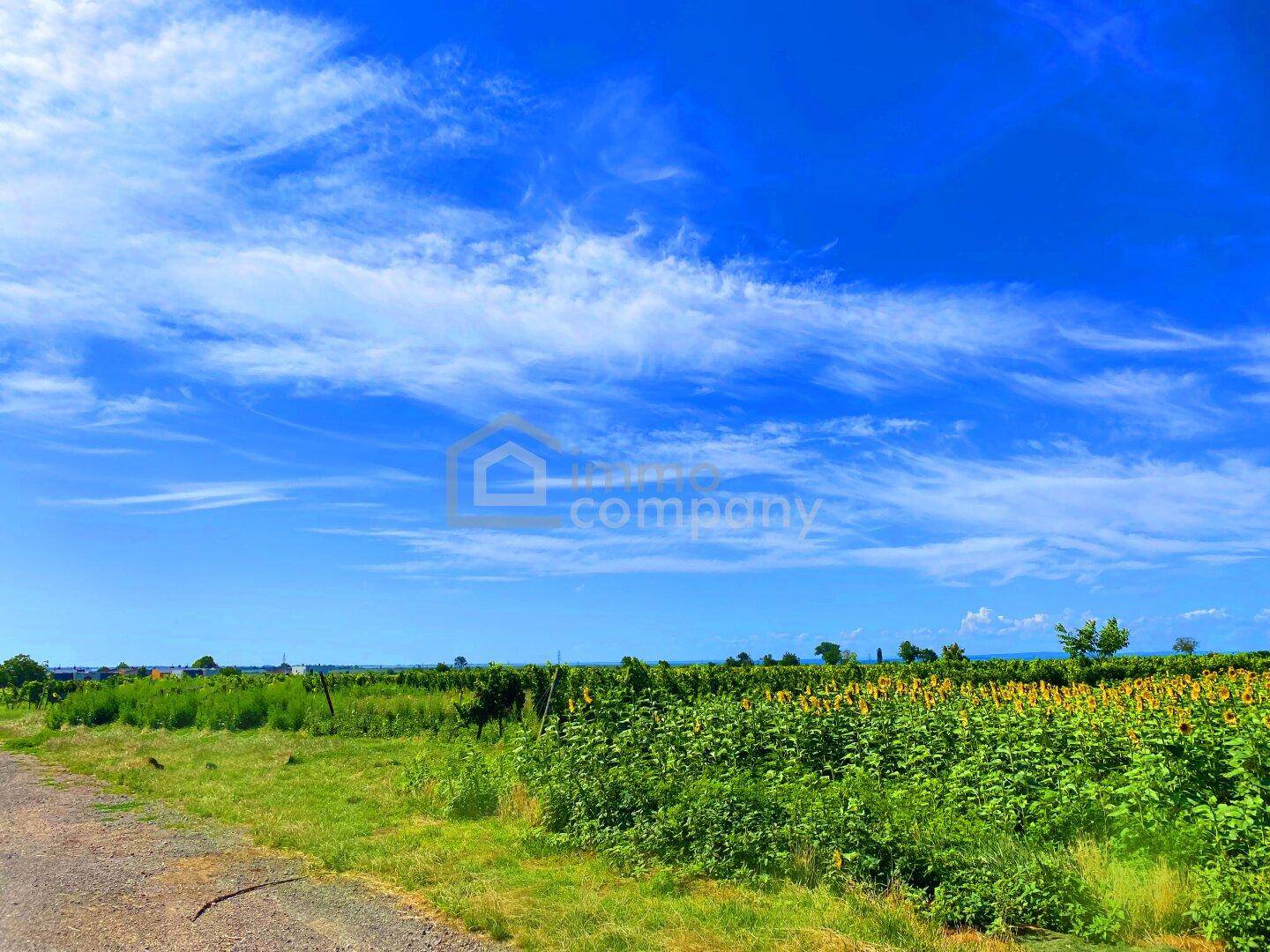 Sonnige Landschaft mit Feldern und blühenden Pflanzen unter weitem blauem Himmel, ideal für Naturliebhaber.
