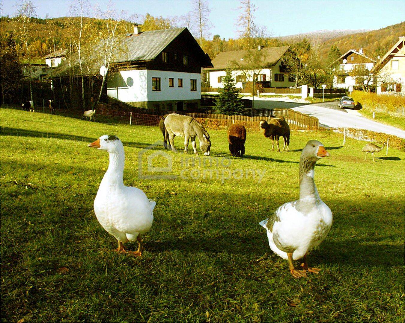 Zwei Gänse auf einer grünen Wiese mit Häusern und Hügeln im Hintergrund.