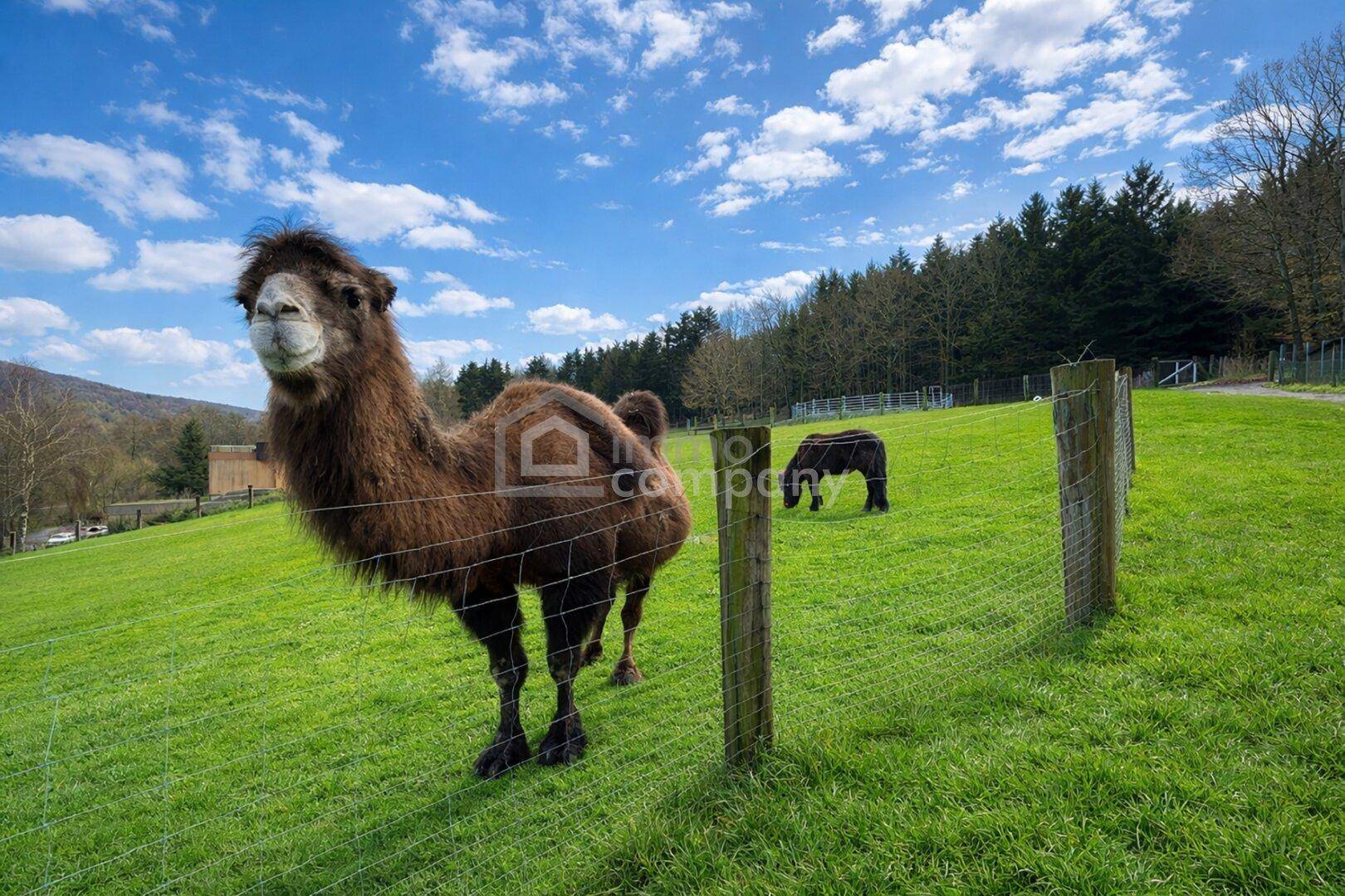 Ein Kamel und ein Pferd auf einer weiten grünen Wiese unter blauem Himmel.