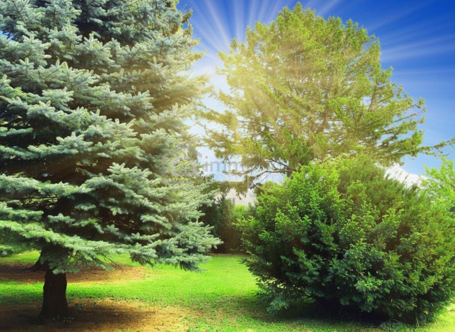 Sonniger Gartenbereich mit hohen Nadelbäumen und üppigem grünen Rasen.