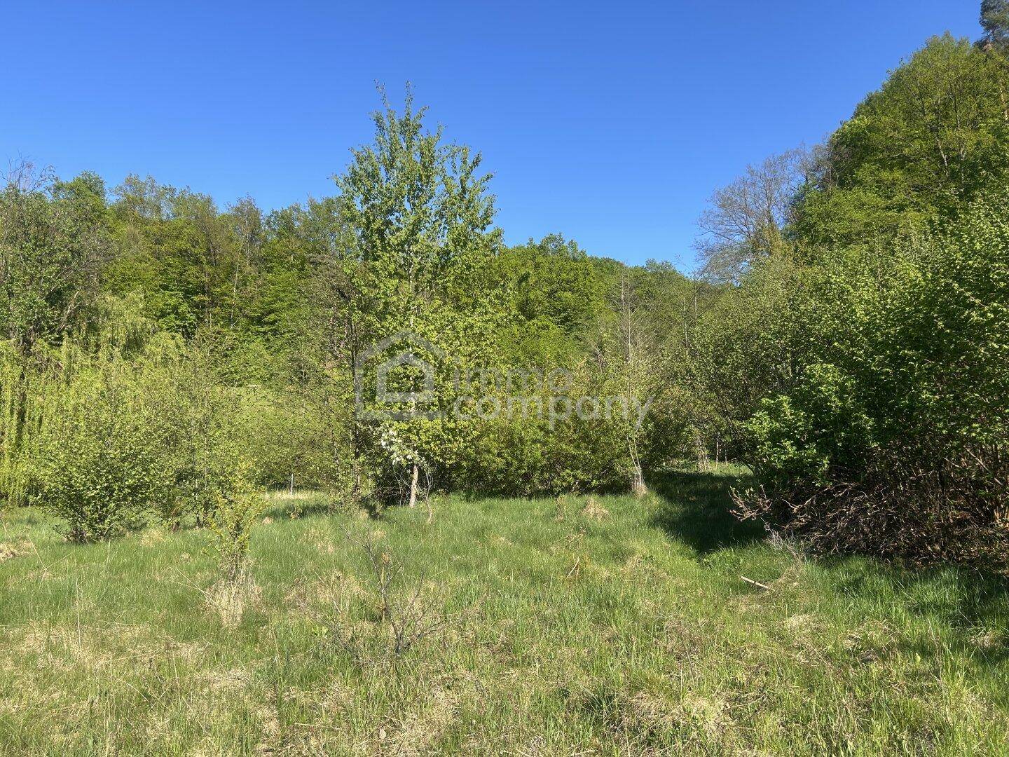 Weitläufige grüne Wiese mit jungen Bäumen und Sträuchern, umgeben von dichtem Wald unter klarem Himmel.
