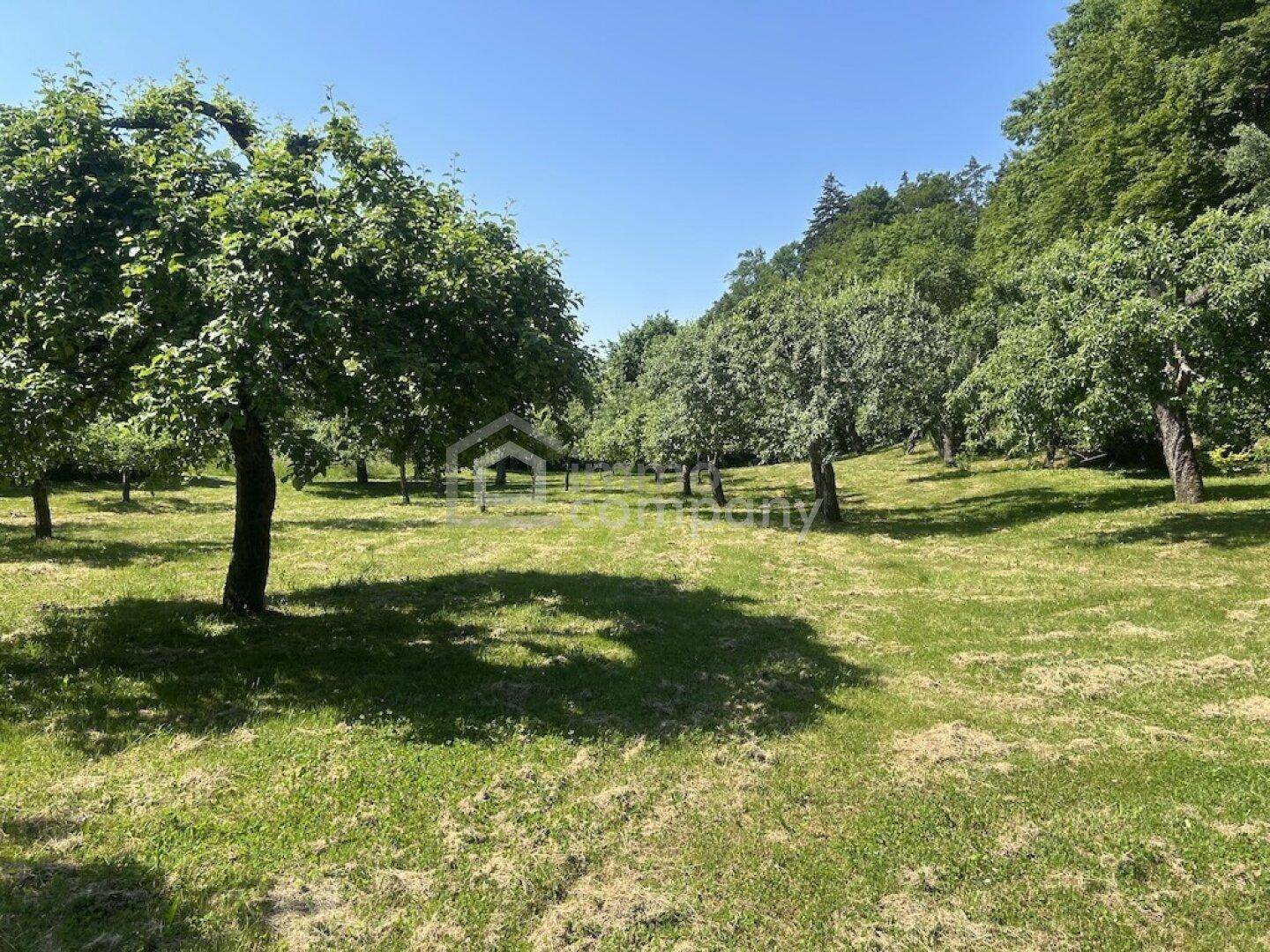 Weitläufiger Obstgarten mit vielen Bäumen und grünen Wiesen unter blauem Himmel.