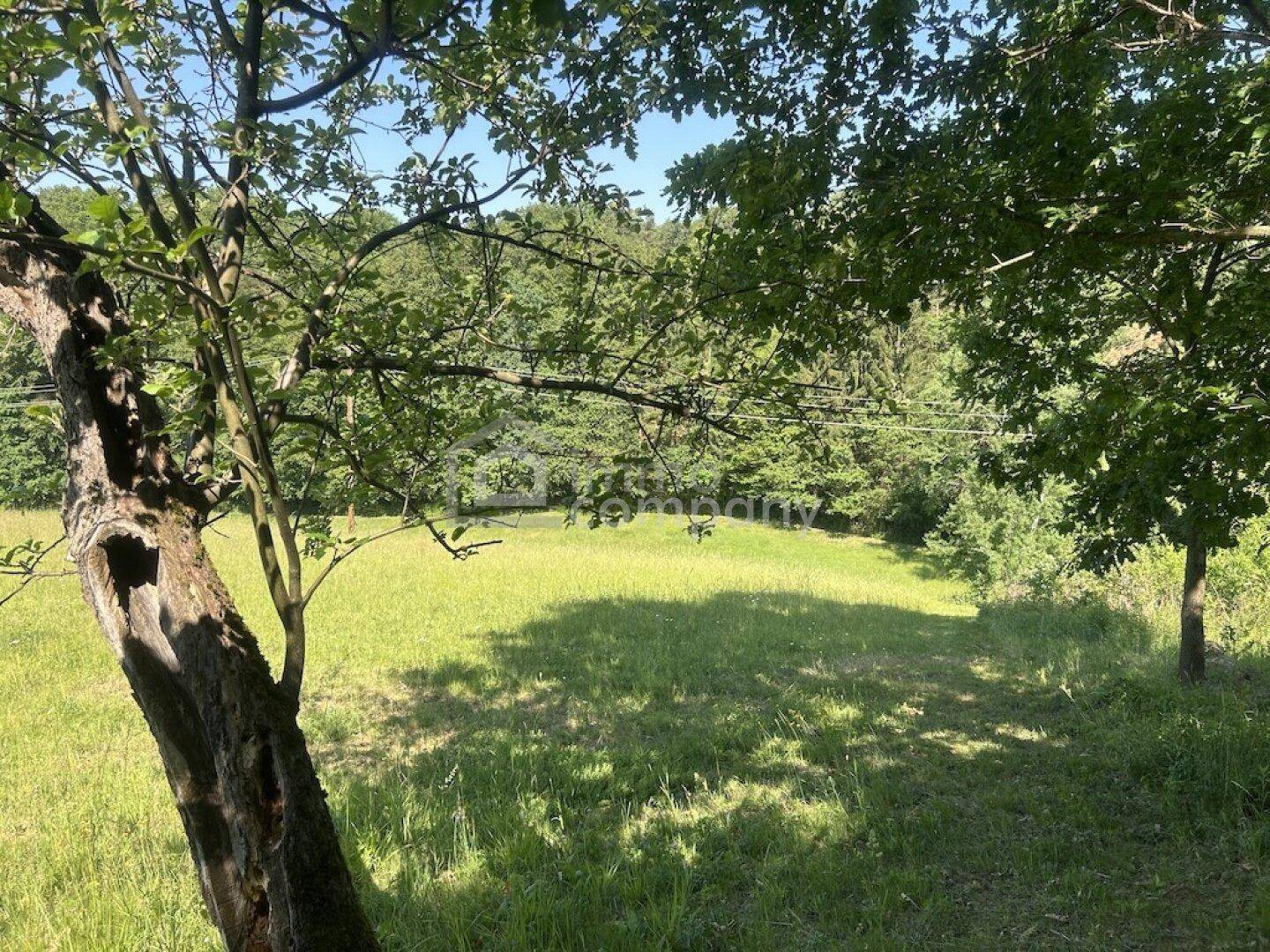 Sonnige Wiesenlandschaft mit Bäumen und Wald im Hintergrund, idyllische Umgebung.