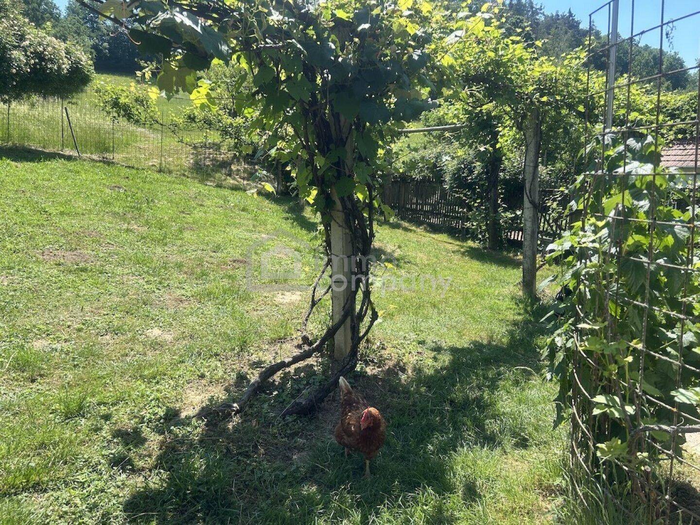 Ländlicher Gartenbereich mit grüner Wiese, Weinreben und einem Huhn in natürlicher Umgebung.