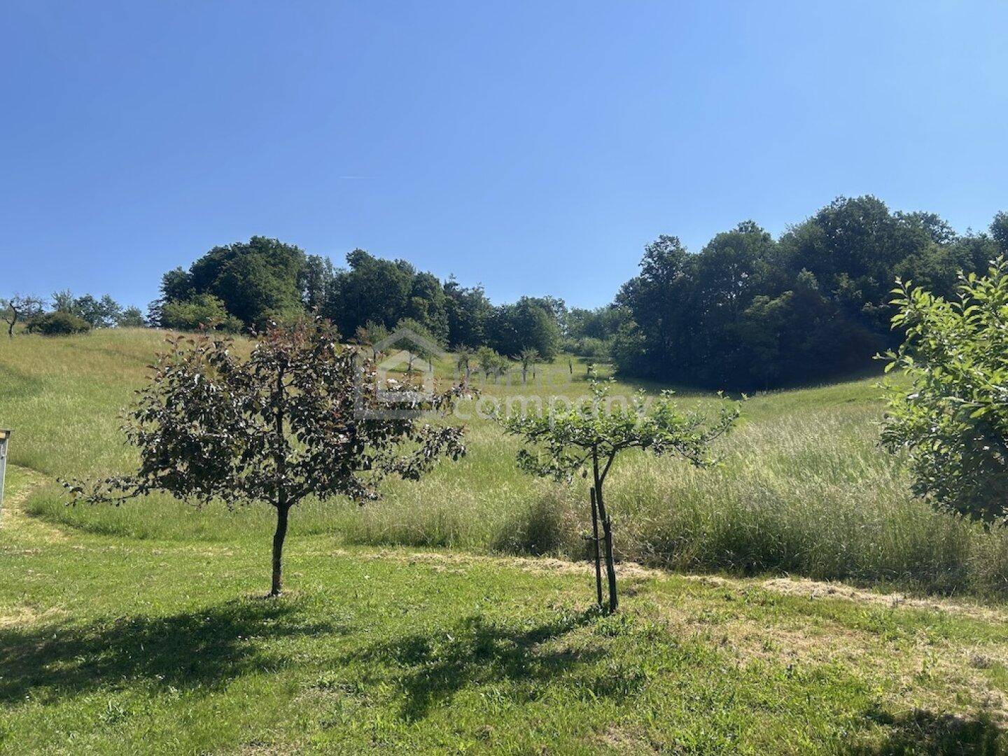 Weitläufige grüne Wiese mit jungen Bäumen und Wald im Hintergrund unter blauem Himmel.