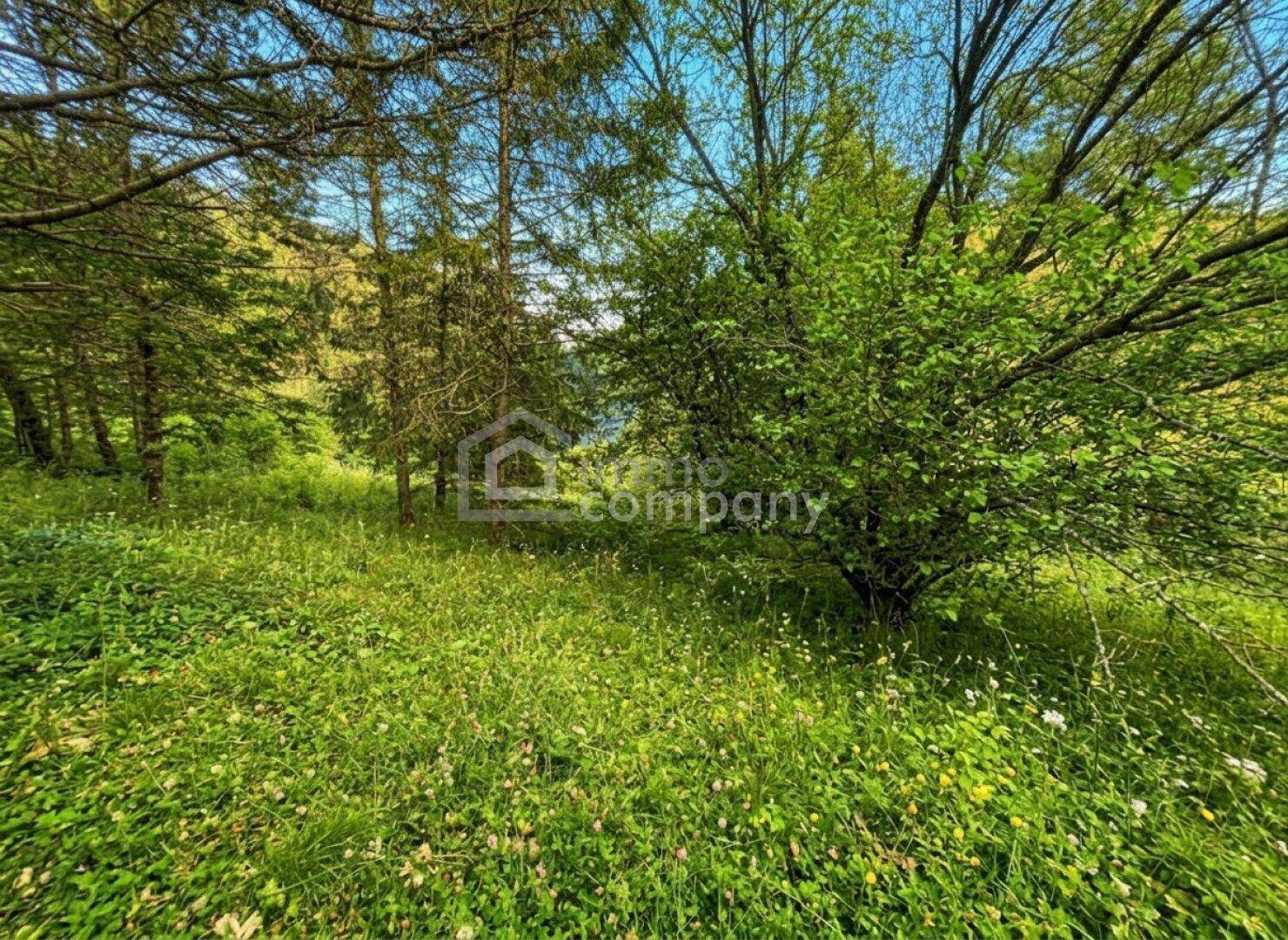 Natürliche Wiesenlandschaft mit Bäumen und üppigem Grün unter blauem Himmel.