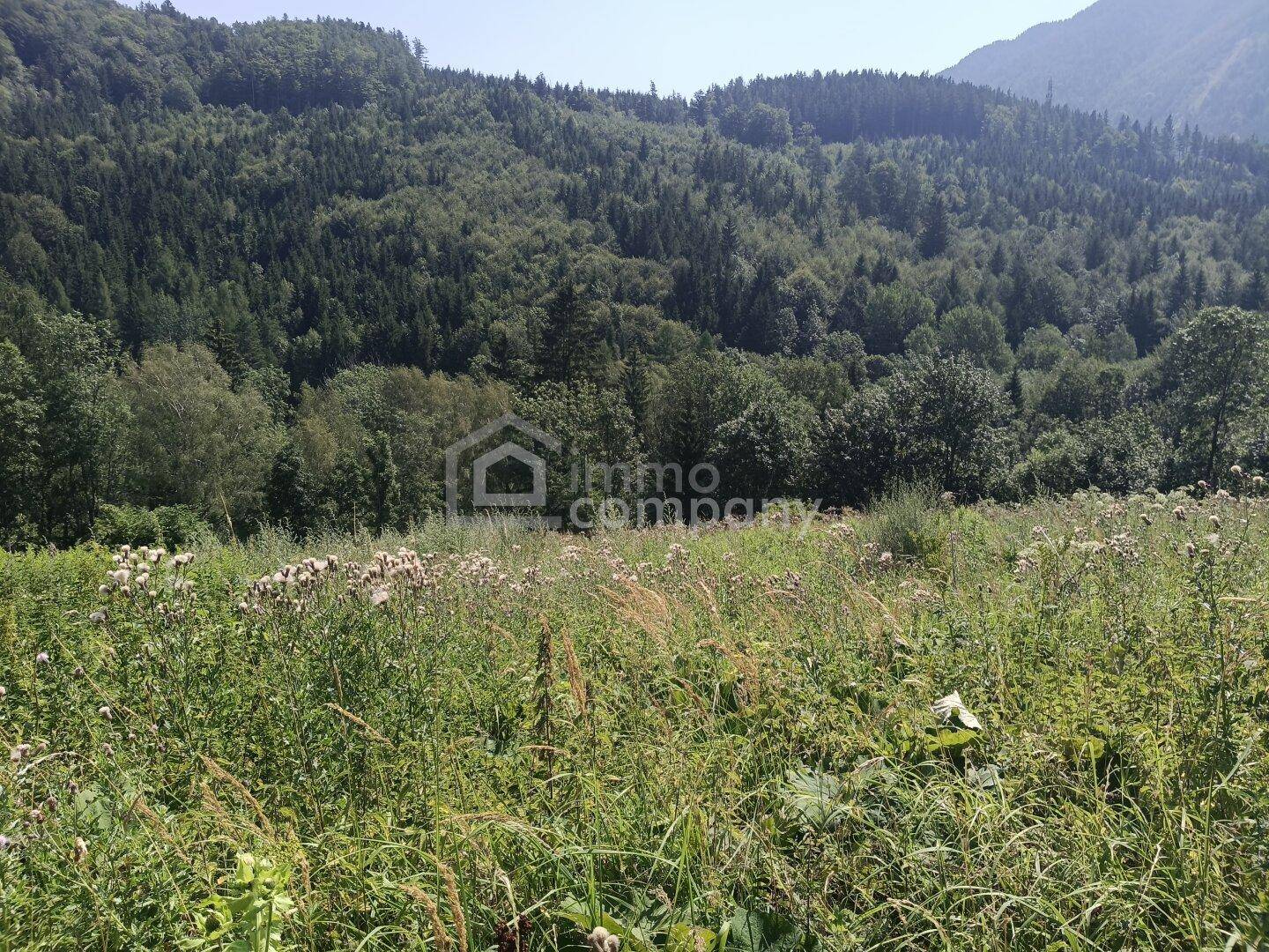 Weitläufige Wiesenlandschaft mit üppiger Vegetation und bewaldeten Bergen im Hintergrund.