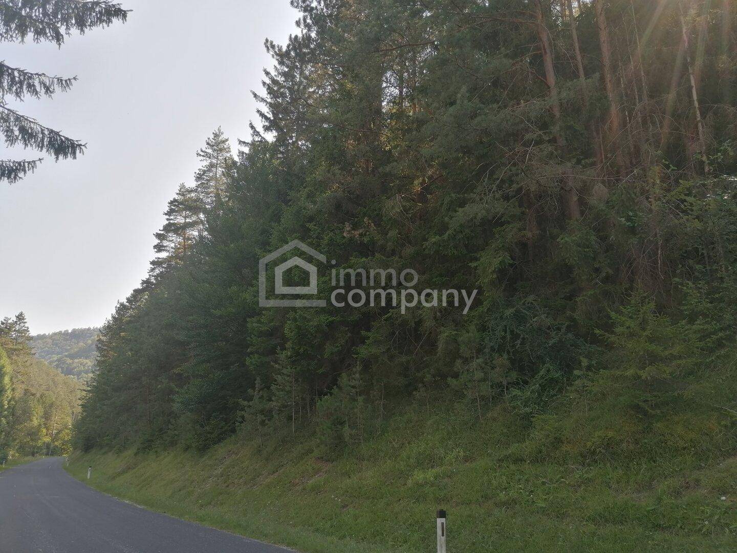 Eine Straße führt entlang eines dicht bewaldeten Hügels mit üppigem Grün und hohen Bäumen.