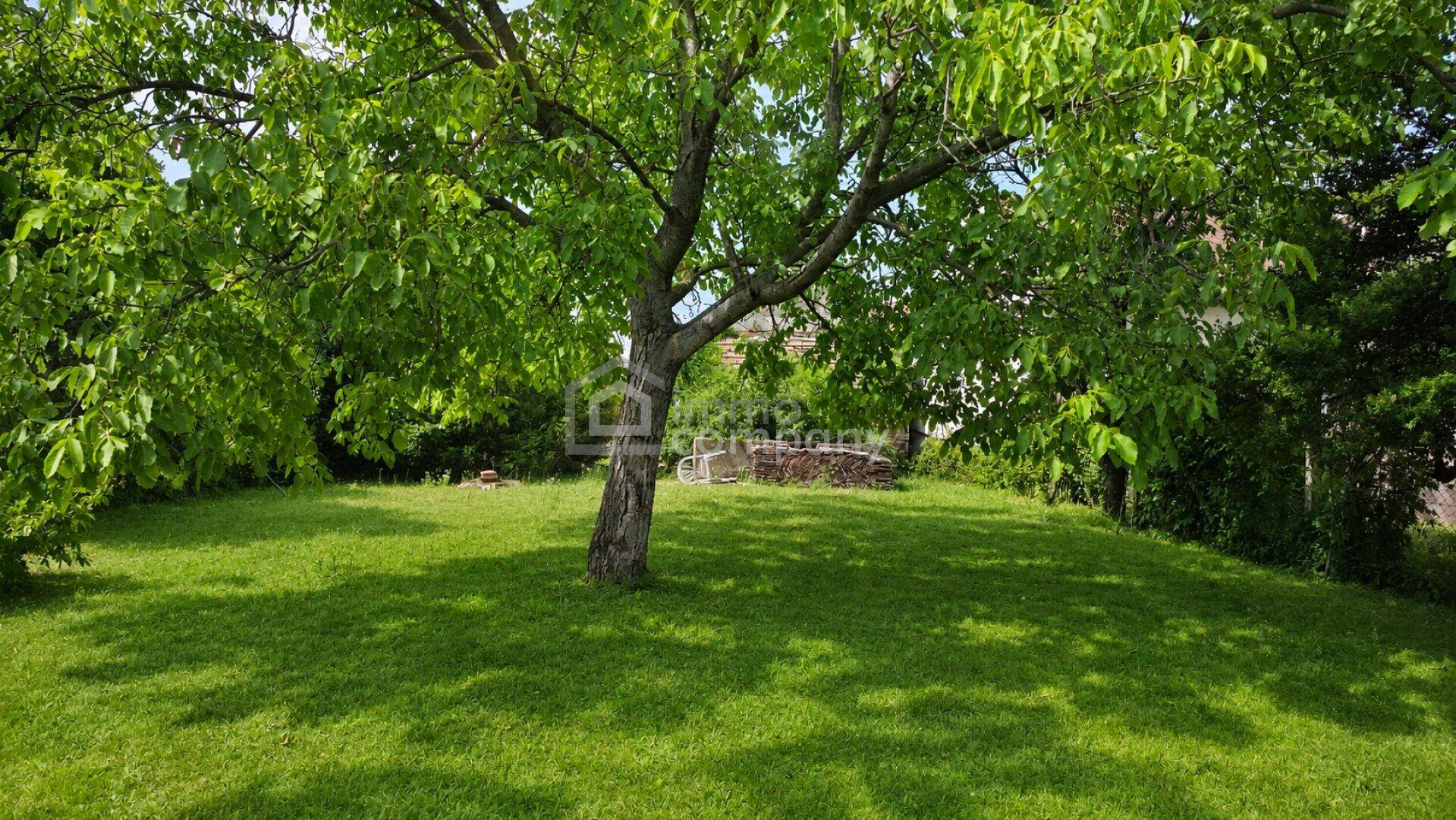 Großer Baum auf einer weitläufigen Rasenfläche, umgeben von üppigem Grün und weiteren Bäumen.
