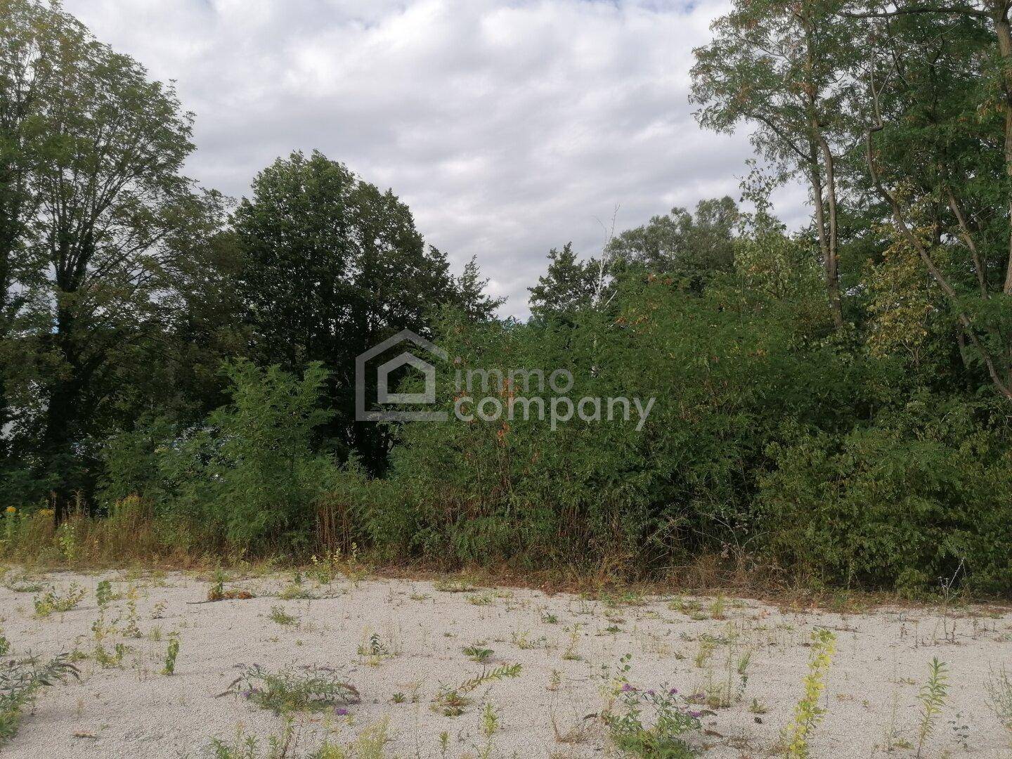 Überwuchertes Grundstück mit trockenem Boden im Vordergrund und dichter Vegetation sowie Bäumen im Hintergrund.