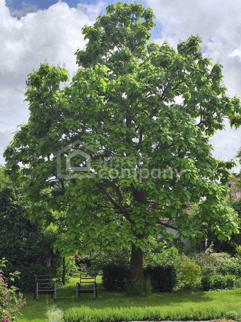 Großer, alter Baum im Garten mit Sitzgelegenheiten und Blick auf das Wohngebäude.