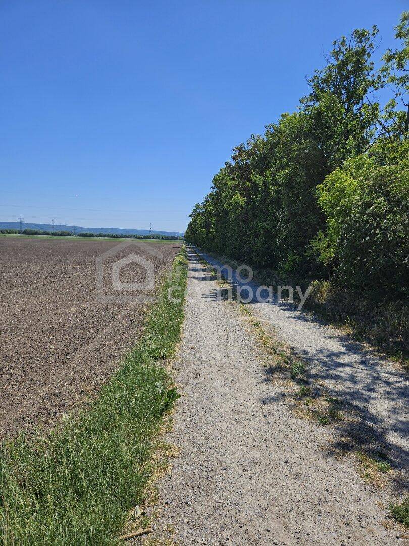 Unbefestigter Feldweg neben einem Acker und einer Baumreihe unter strahlend blauem Himmel.