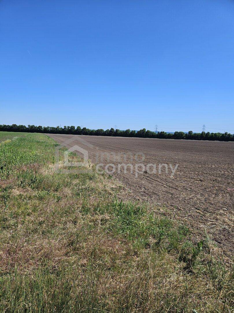 Weitläufiges Feld mit Ackerland und angrenzendem Grünstreifen unter klarem Sommerhimmel.