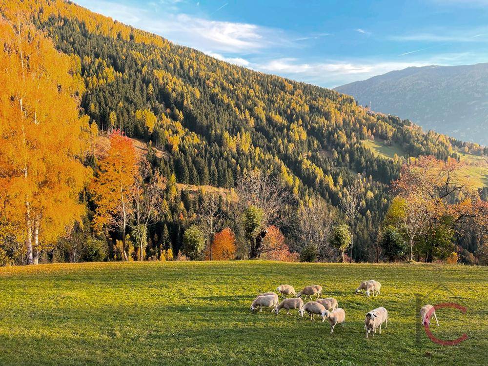 Malerische Herbstlandschaft mit grasenden Schafen auf einer Wiese vor einem bewaldeten Berghang.