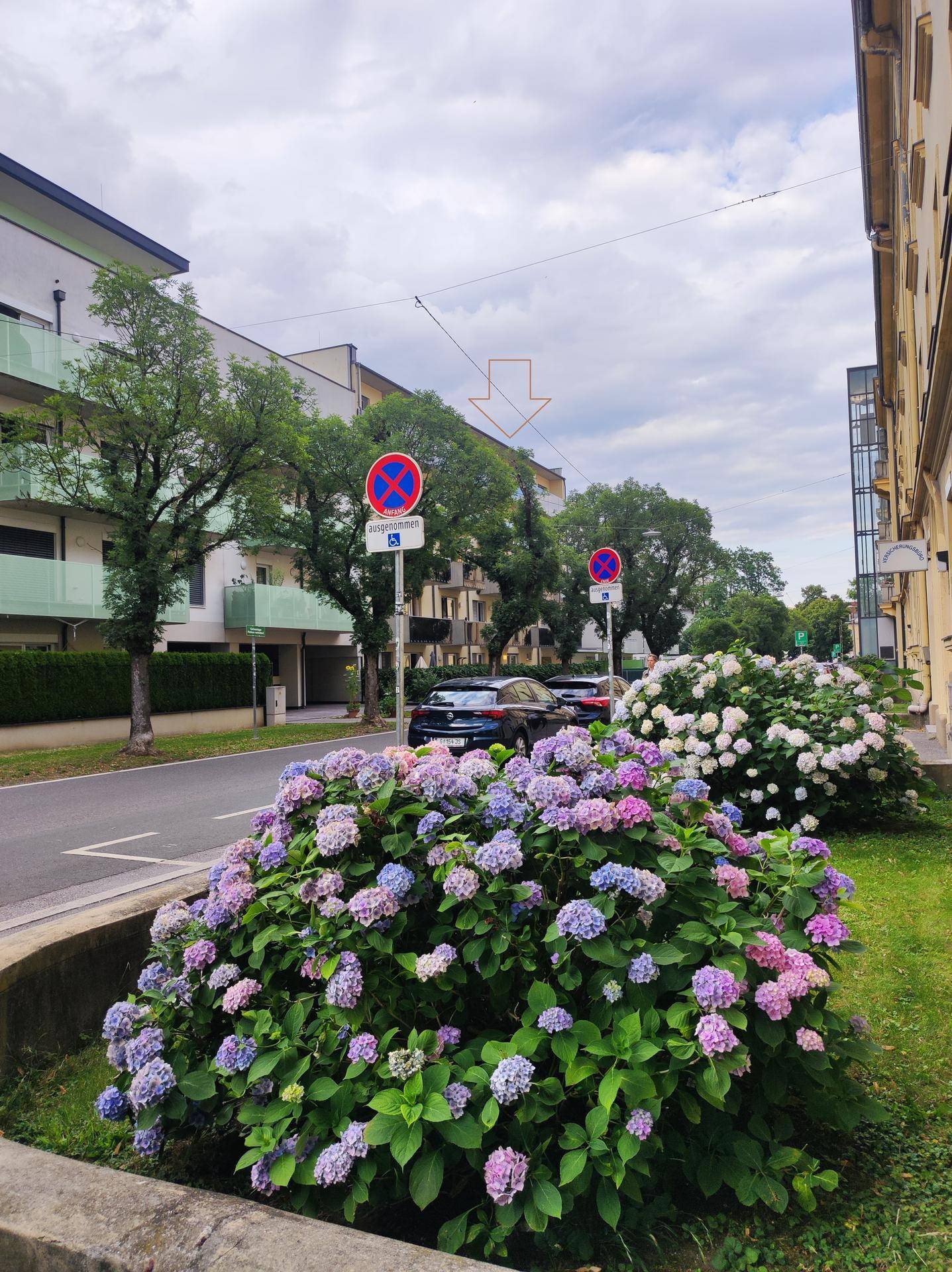 Ruhige Wohnstraße mit blühenden Hortensienbüschen und modernen Gebäuden im Hintergrund.