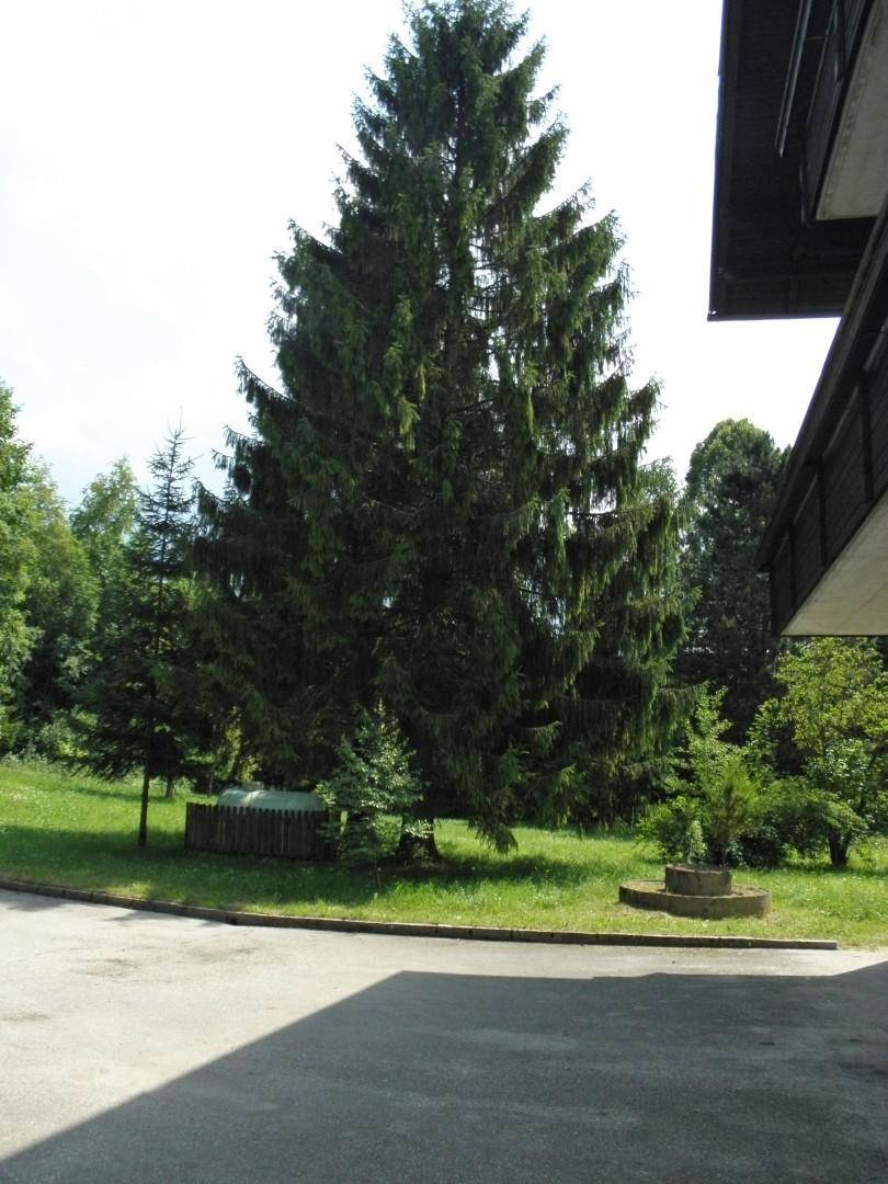 Großer Nadelbaum auf einer Grünfläche neben einem Gebäude mit einem gepflasterten Bereich im Vordergrund.