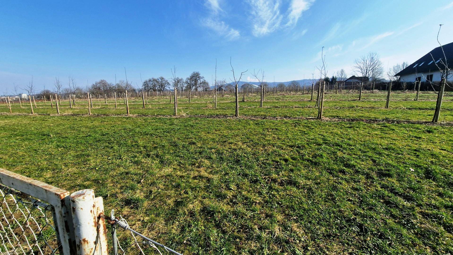 Weitläufige grüne Wiese mit jungen Obstbäumen unter einem klaren blauen Himmel.