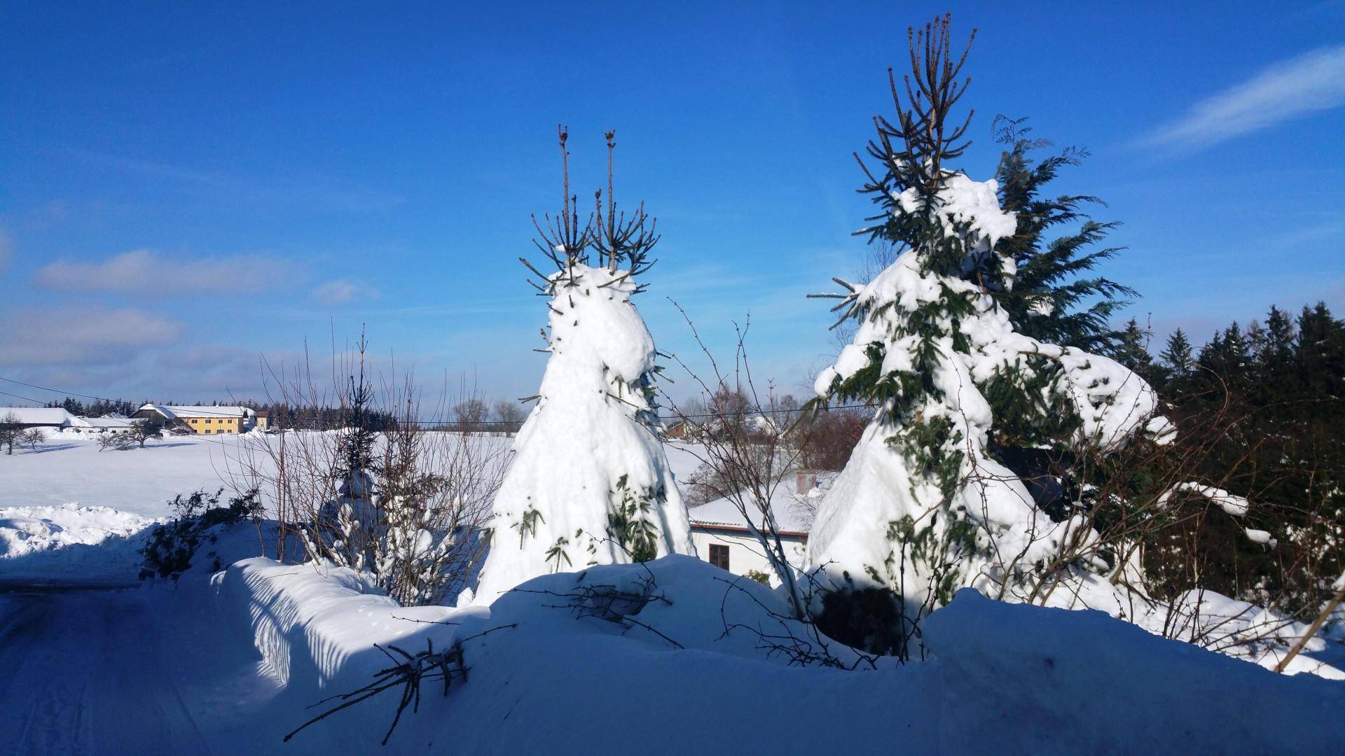 Zwei schneebedeckte Bäume mit bizarren Formen in einer weiten Winterlandschaft.