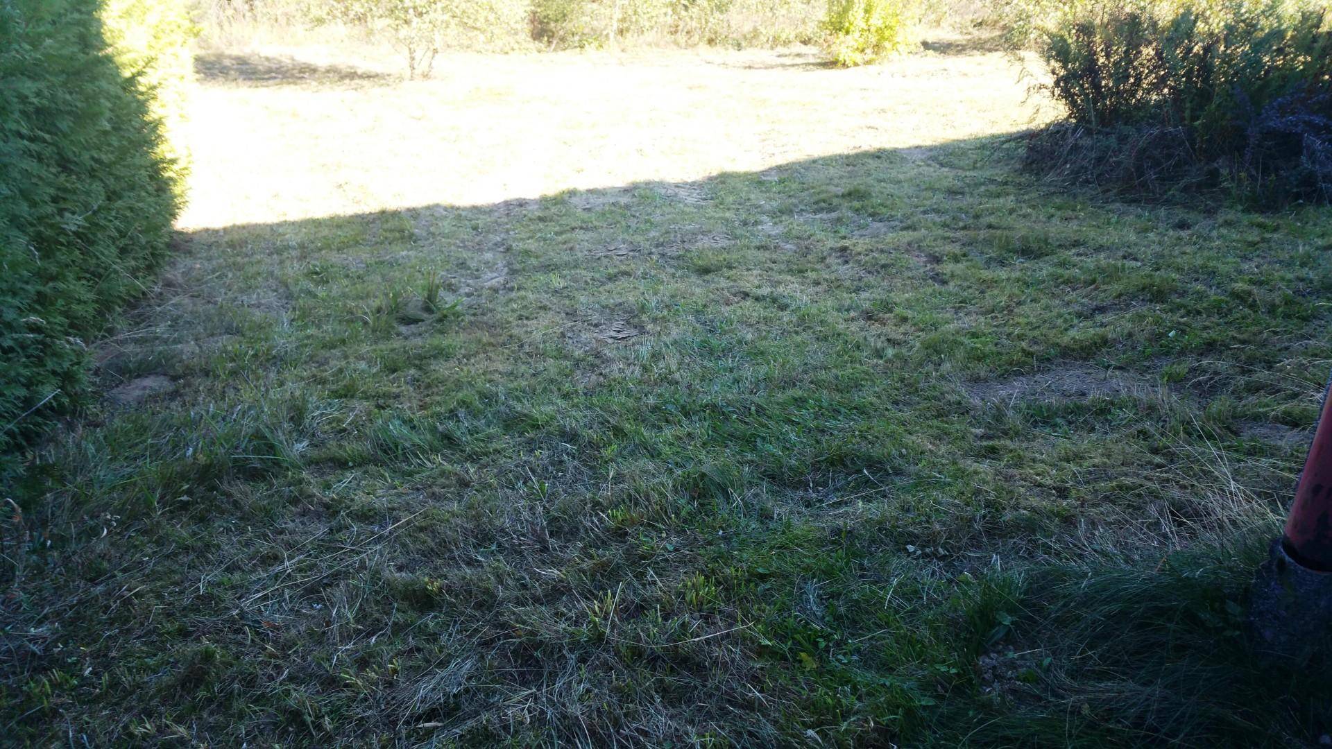 Gemähter Rasenbereich im Schatten einer Hecke, mit sonnigem Hintergrund.