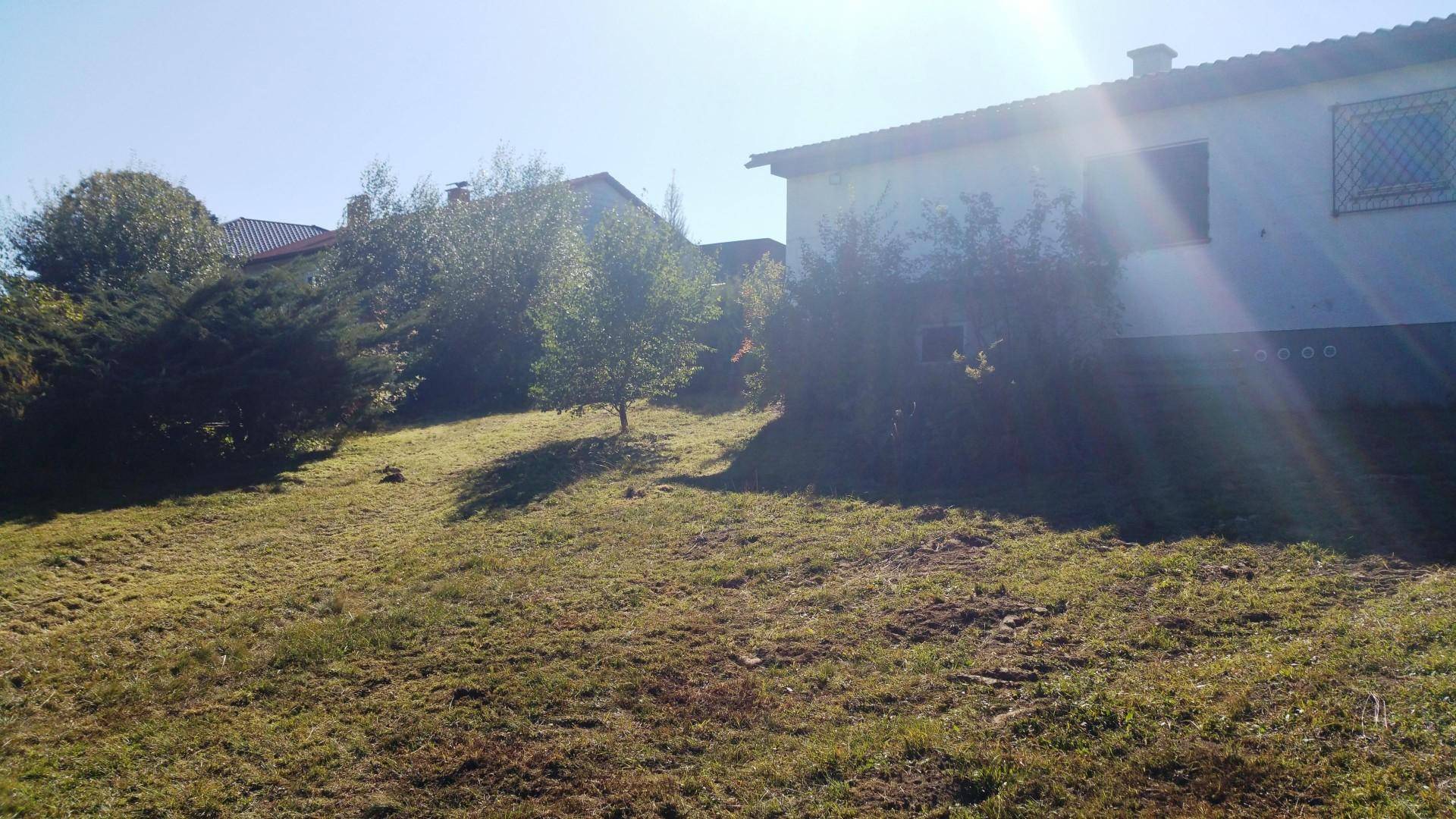 Sonniger Gartenbereich mit frisch gemähtem Gras und Bäumen im Hintergrund.