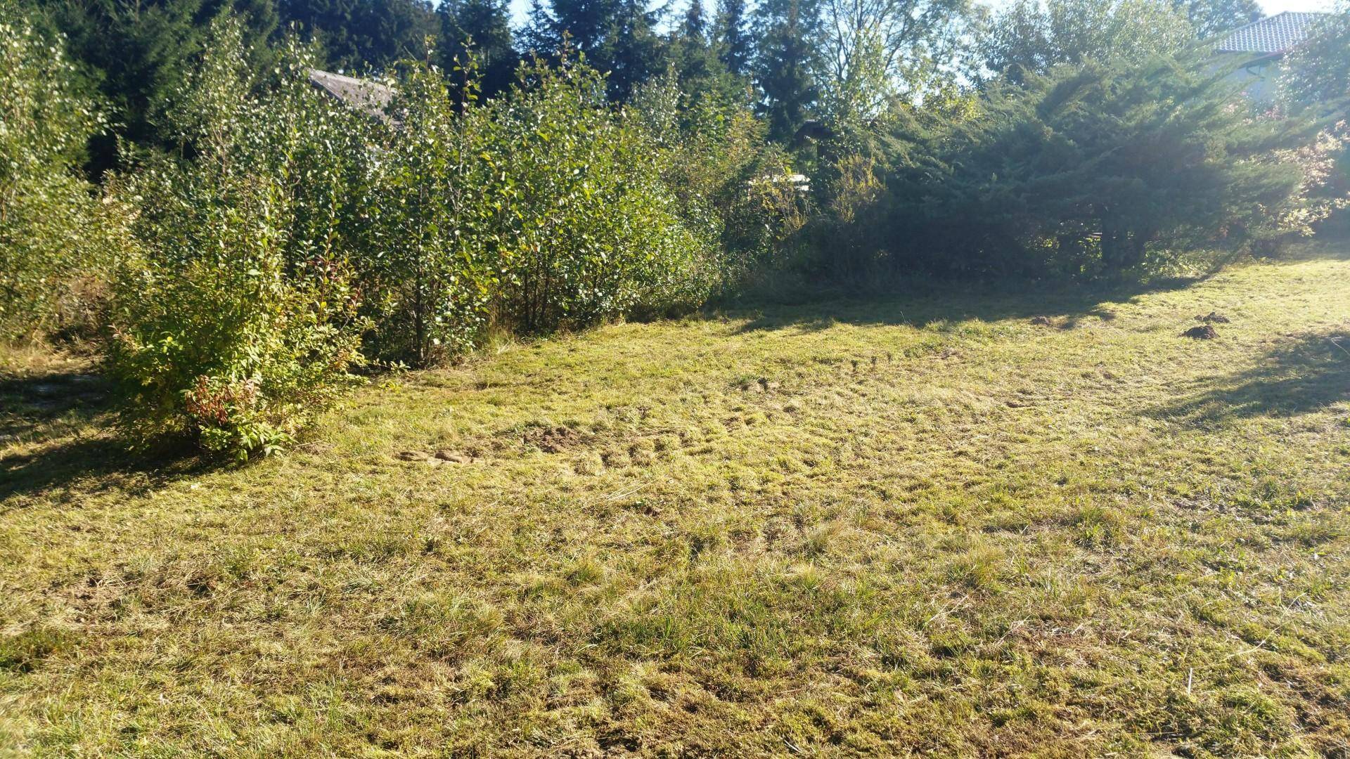 Weitläufiger Gartenbereich mit gemähtem Gras und verschiedenen Sträuchern und Bäumen.