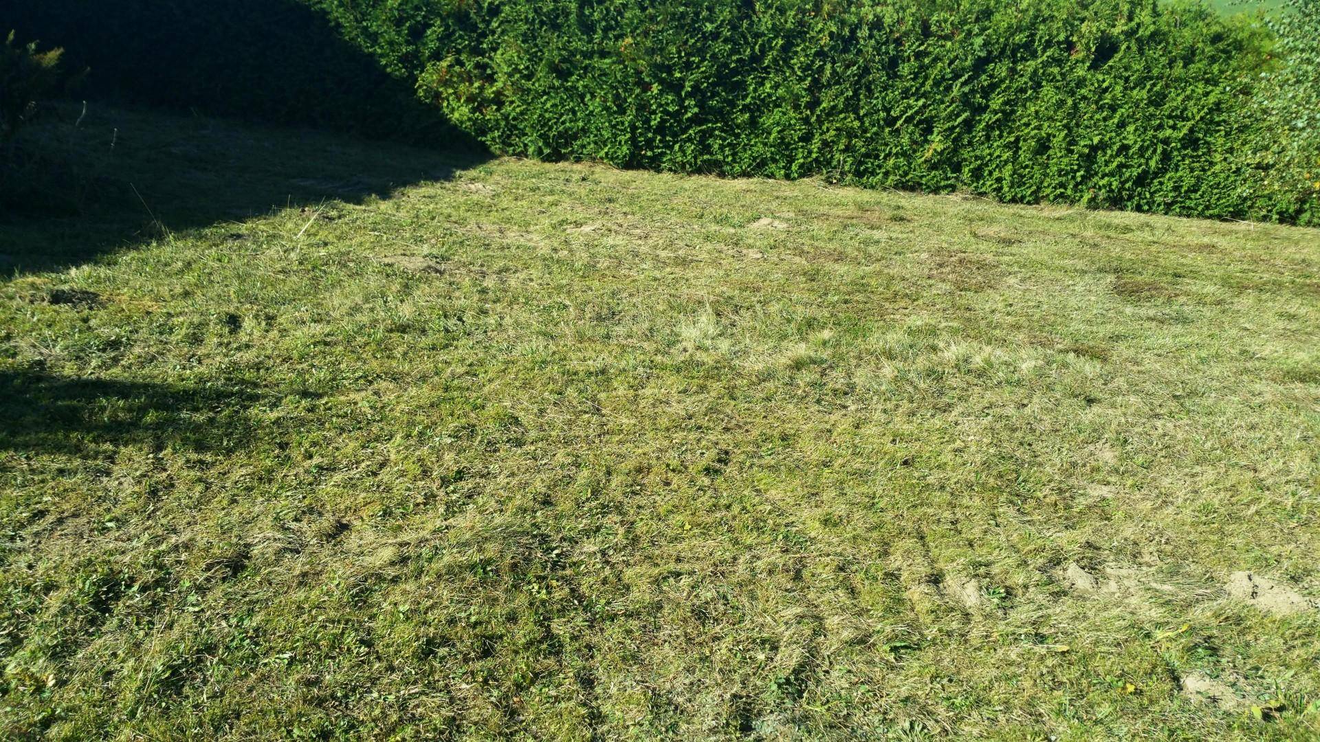 Große Rasenfläche mit einer hohen Hecke im Hintergrund unter hellem Sonnenlicht.