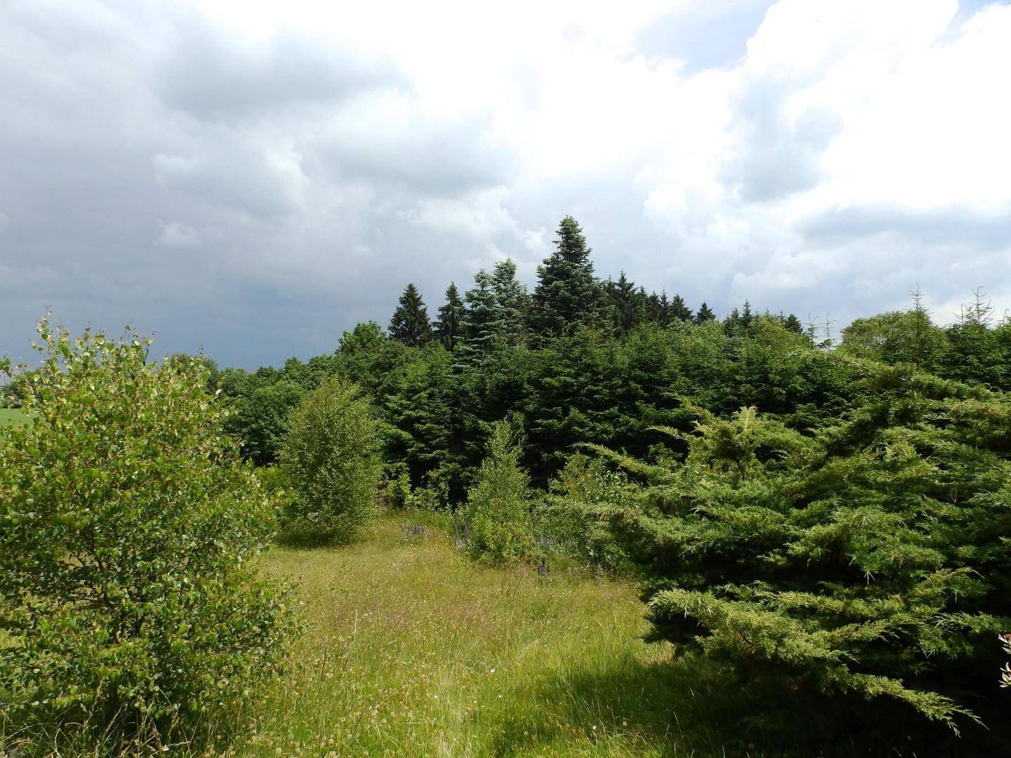 Weitläufige grüne Landschaft mit dichten Wäldern und einem bewölkten Himmel.