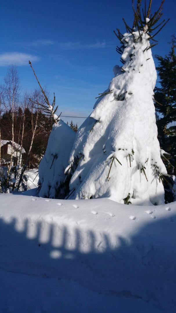 Ein von Schnee bedeckter Baumstumpf mit Schatten auf der weißen Fläche unter blauem Himmel.