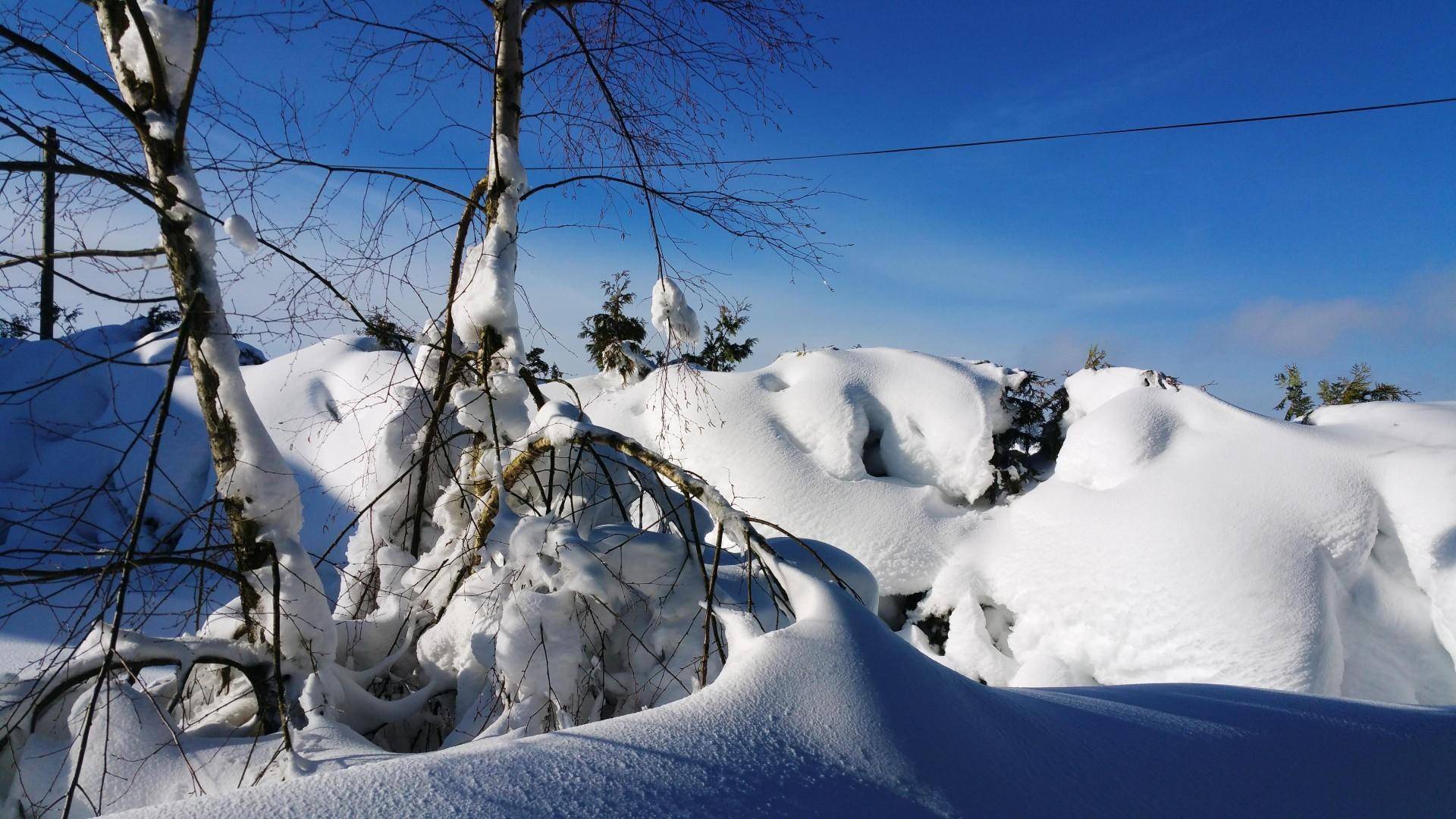 Dicke Schneedecke auf Sträuchern und Bäumen unter strahlend blauem Himmel, eine malerische Winterlandschaft.