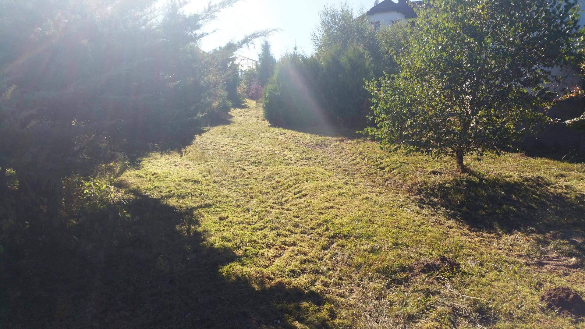 Gartenweg umgeben von hohen Bäumen und Sträuchern an einem sonnigen Tag mit viel Licht.