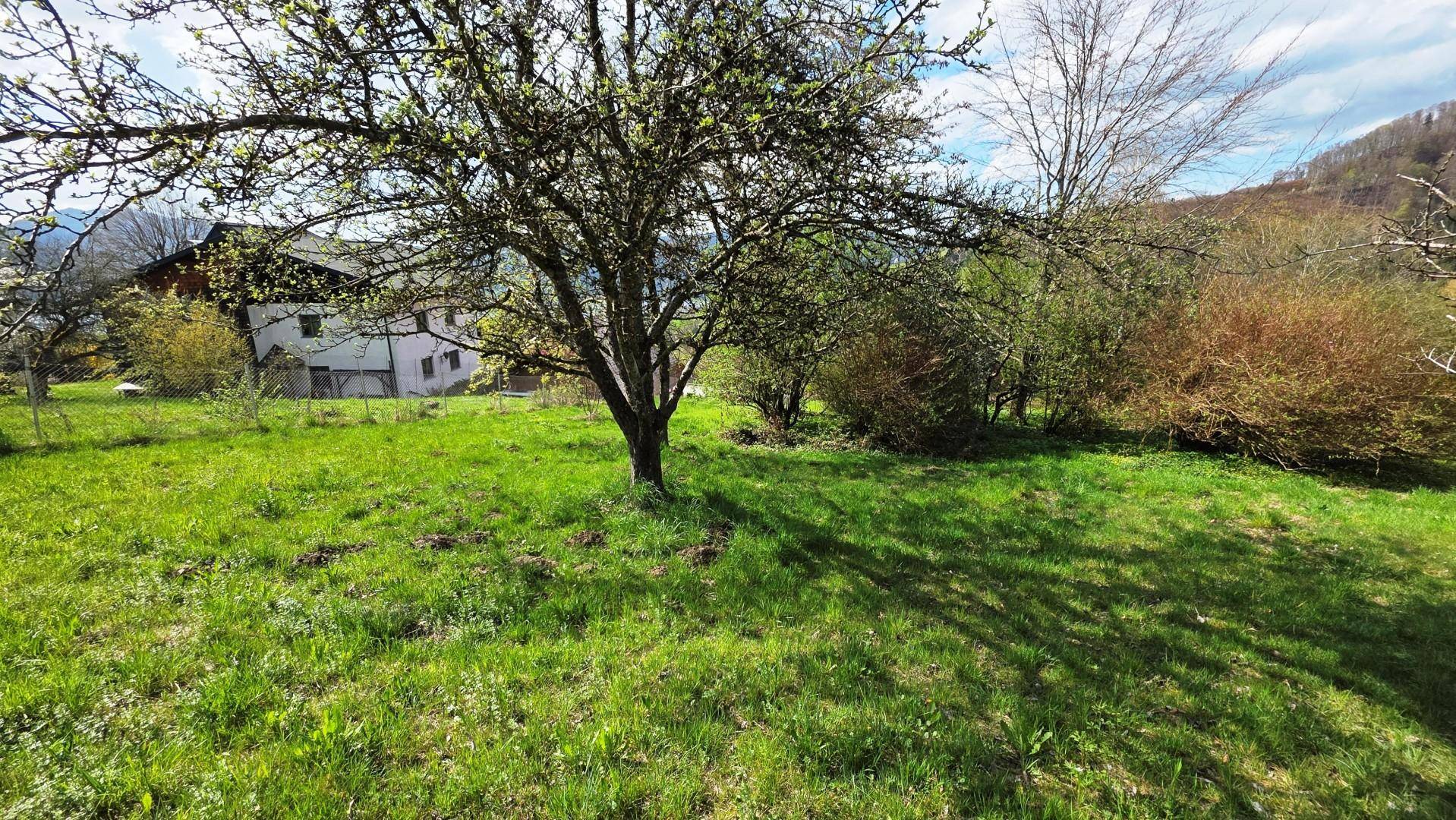 Grüne Rasenfläche mit einem Baum im Vordergrund und einem Haus im Hintergrund.