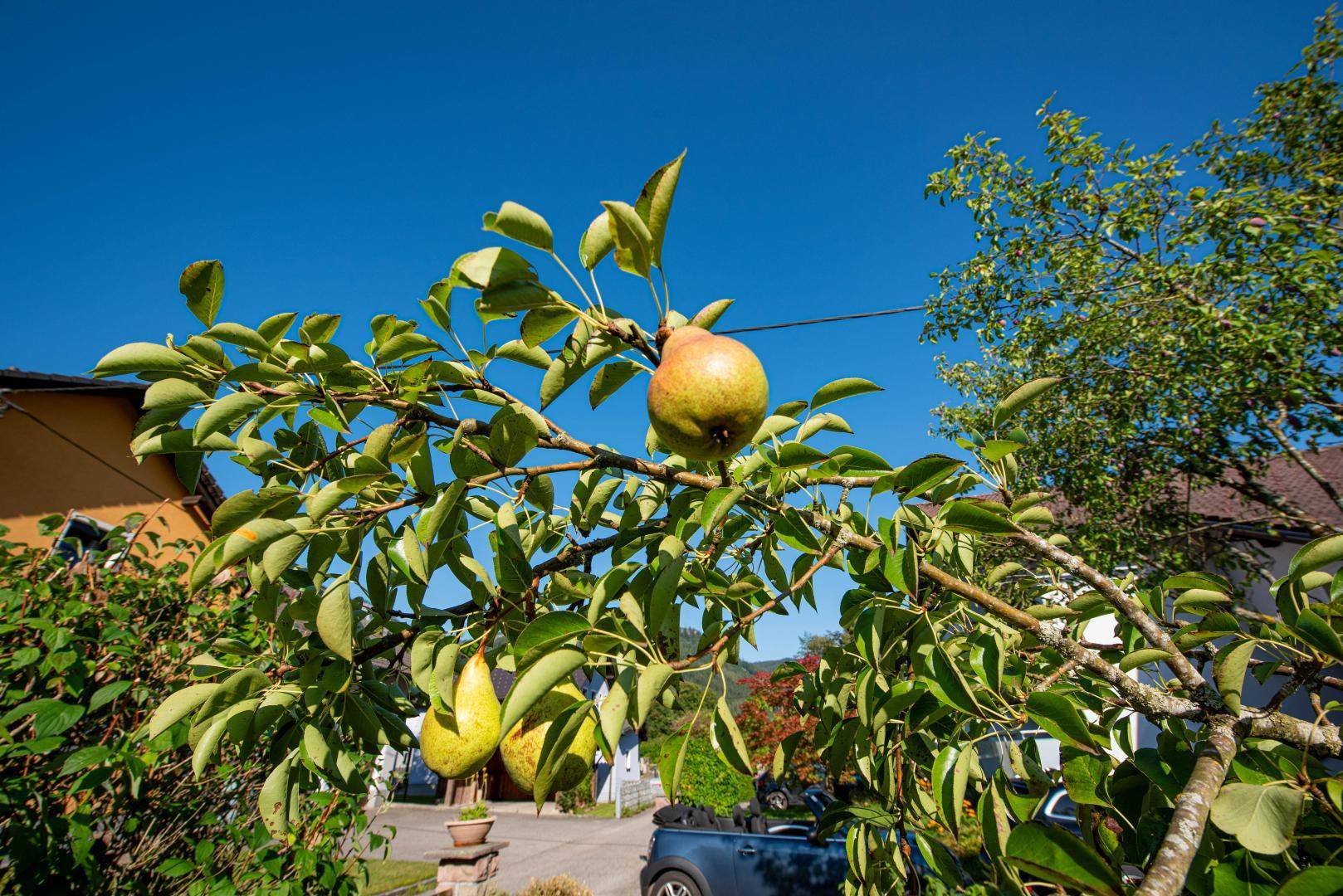 eigenes Obst