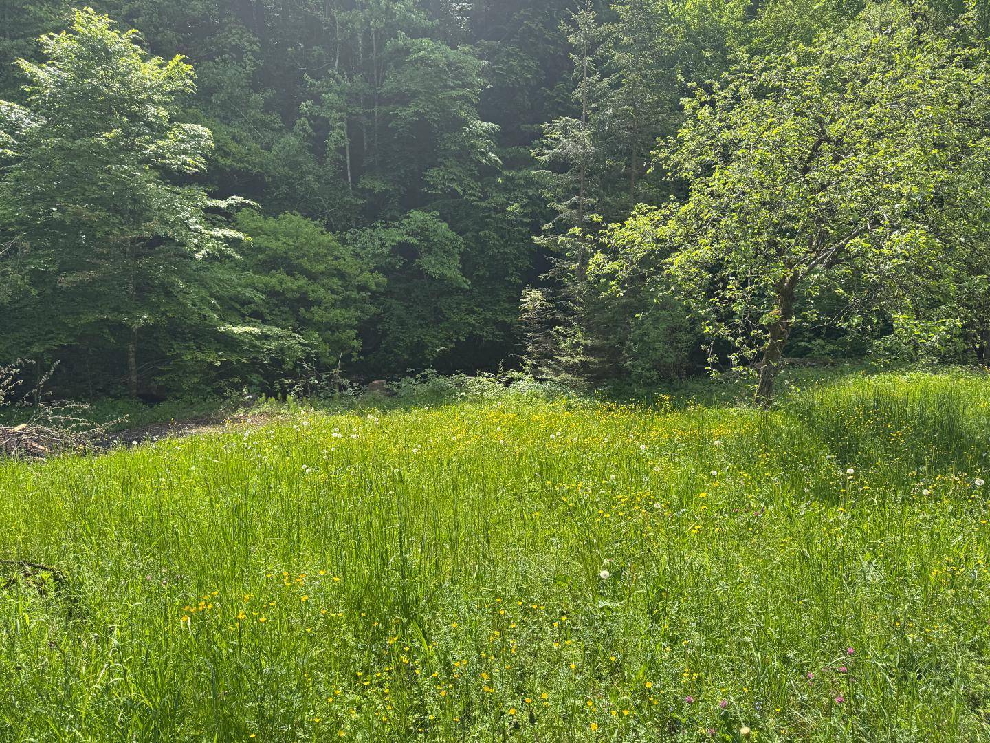 Garten hinterm haus
