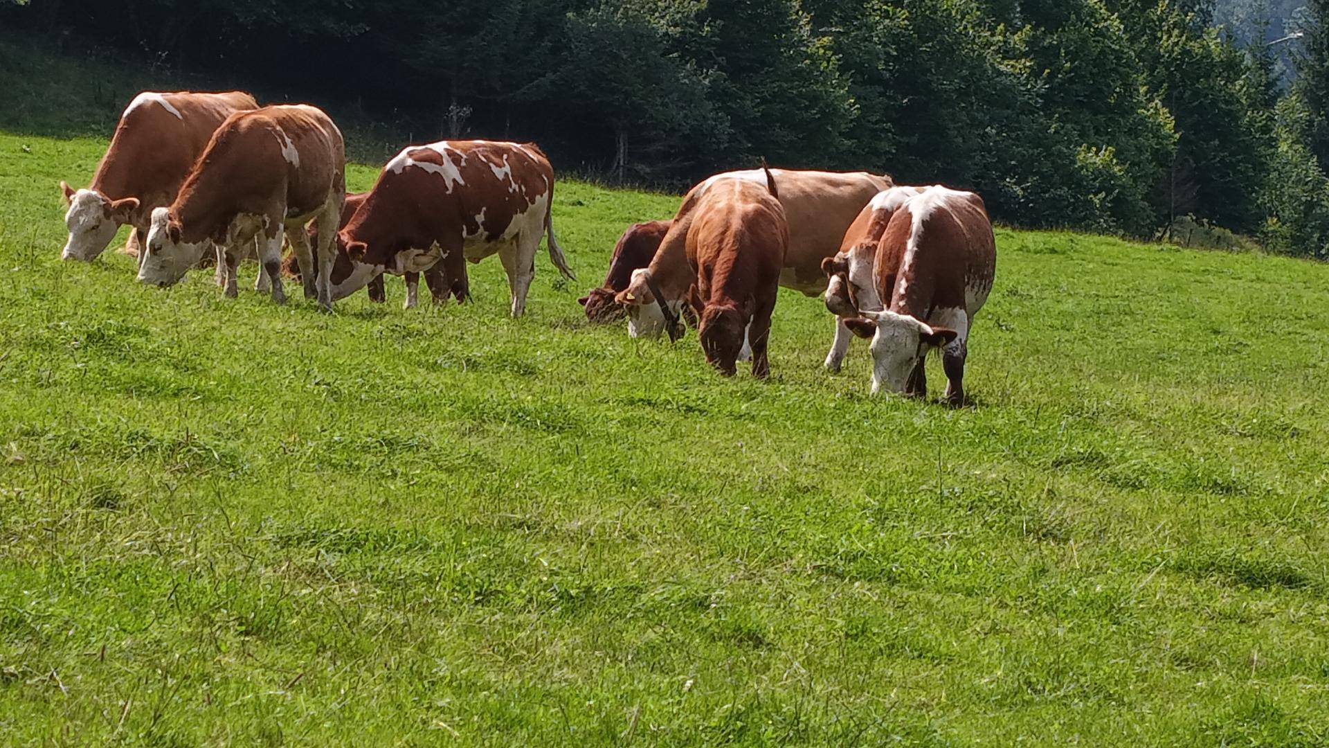 glückliche Kühe