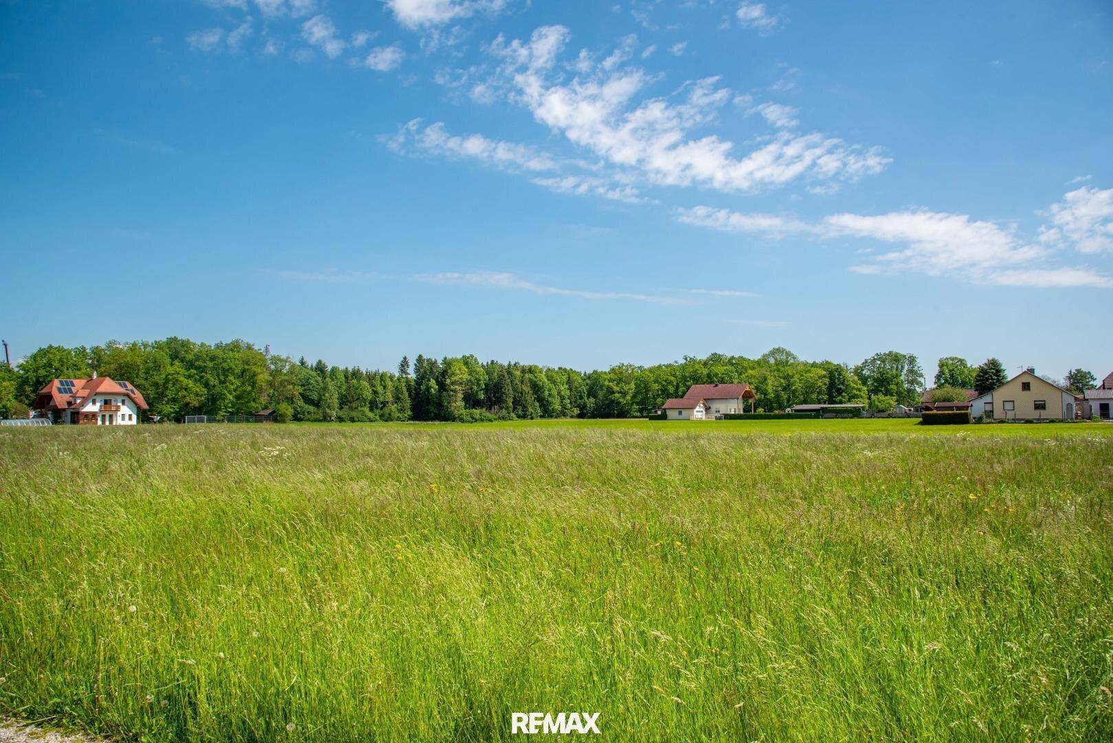 Weitläufiges grünes Feld mit Waldrand und vereinzelten Häusern unter einem strahlend blauen Himmel.