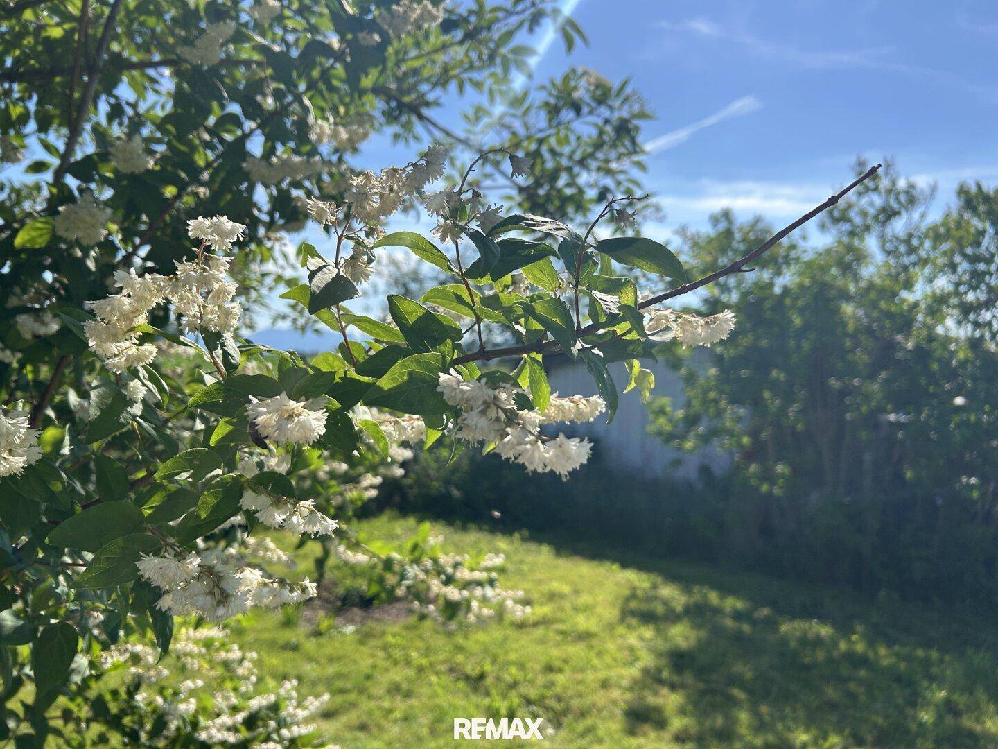 Nahaufnahme von weißen Blüten an einem Strauch mit grünem Gras und blauem Himmel im Hintergrund.