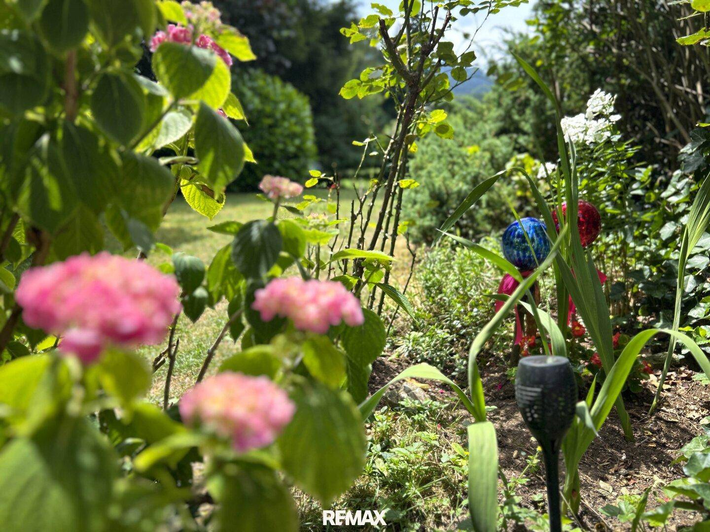 Nahaufnahme von rosa Hortensien und anderen Pflanzen in einem sonnigen Gartenbereich.