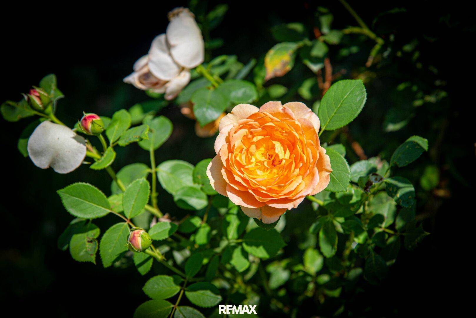 Der Garten blüht!