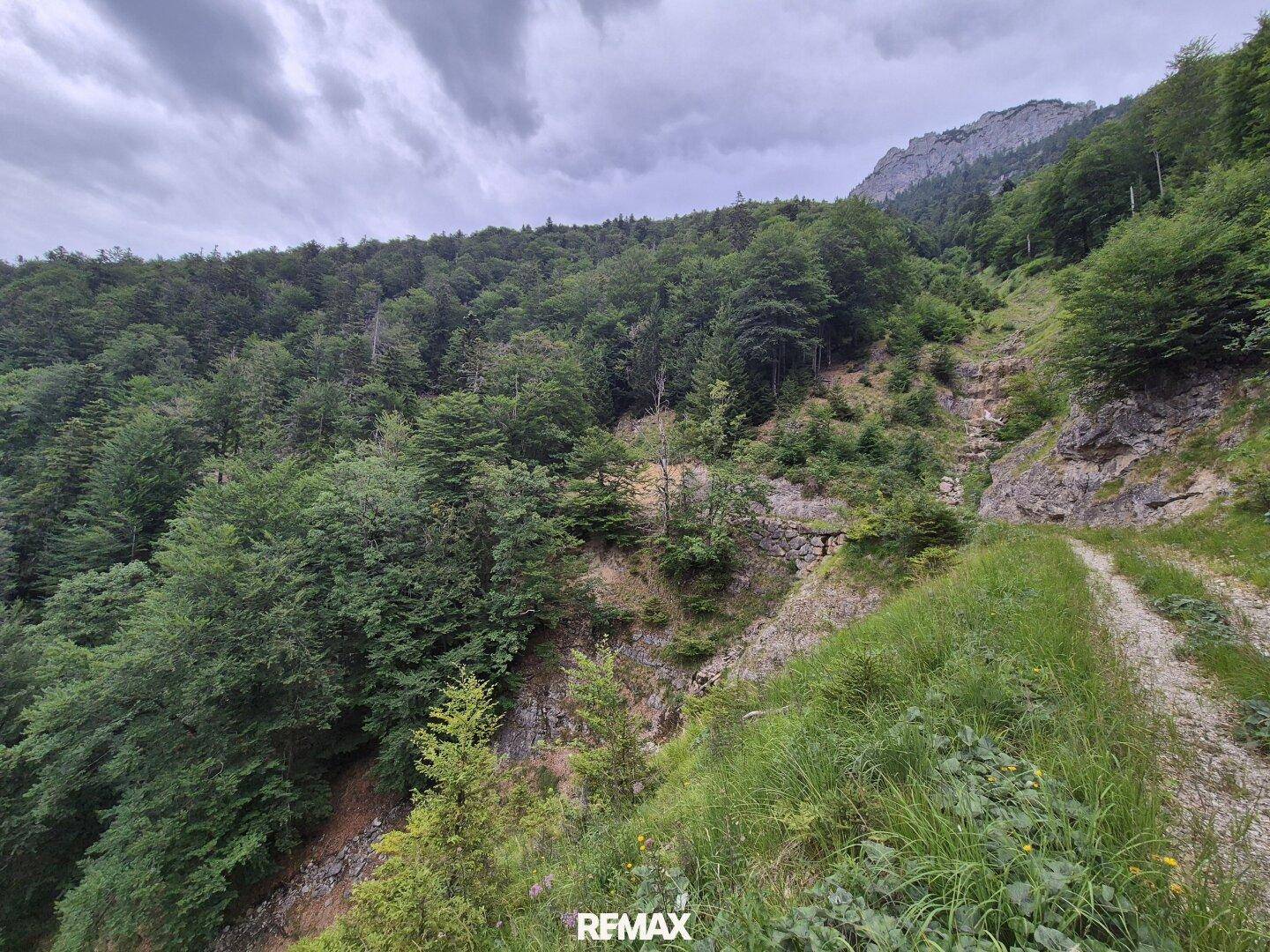 Ein unbefestigter Weg schlängelt sich durch eine dichte Waldlandschaft mit Bergen im Hintergrund.