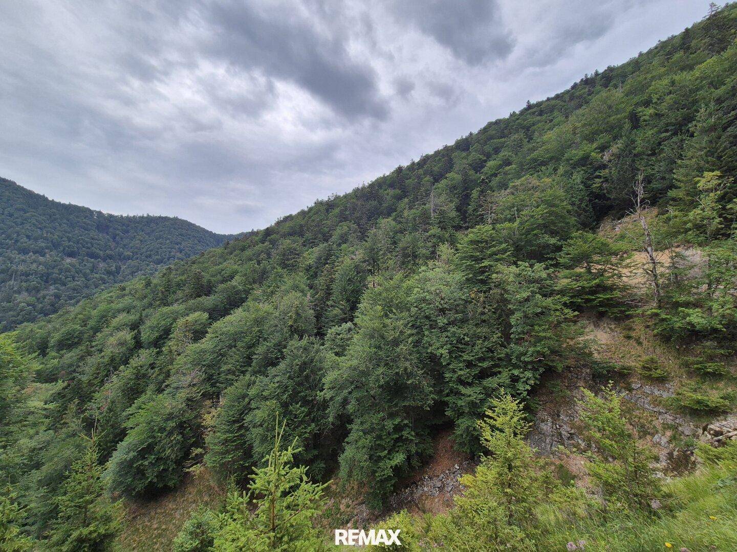 Blick auf einen bewaldeten Berghang unter einem dramatischen, bewölkten Himmel.
