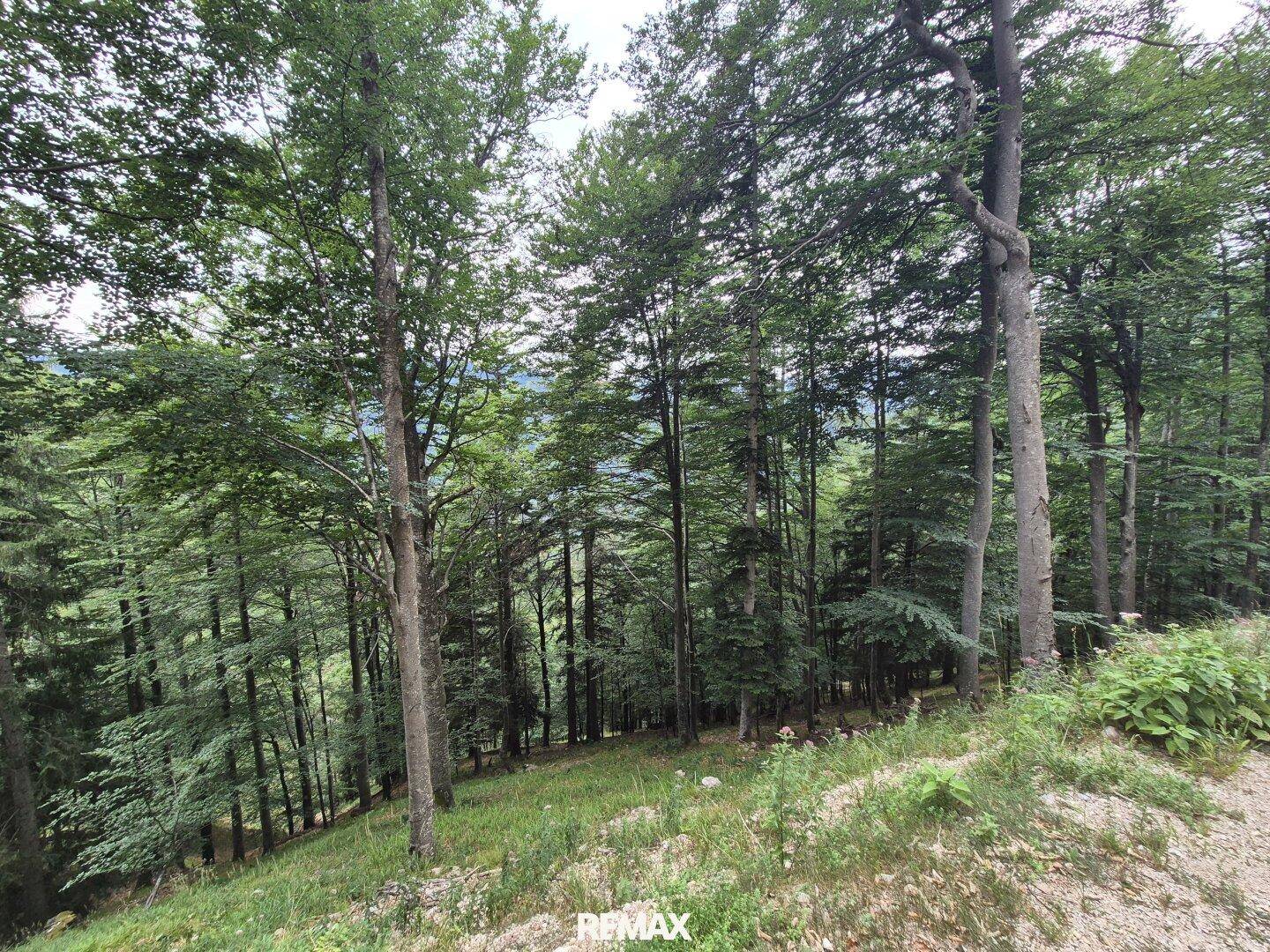 Dichter Wald mit hohen Bäumen und üppigem Grün auf einem sanften Hang.