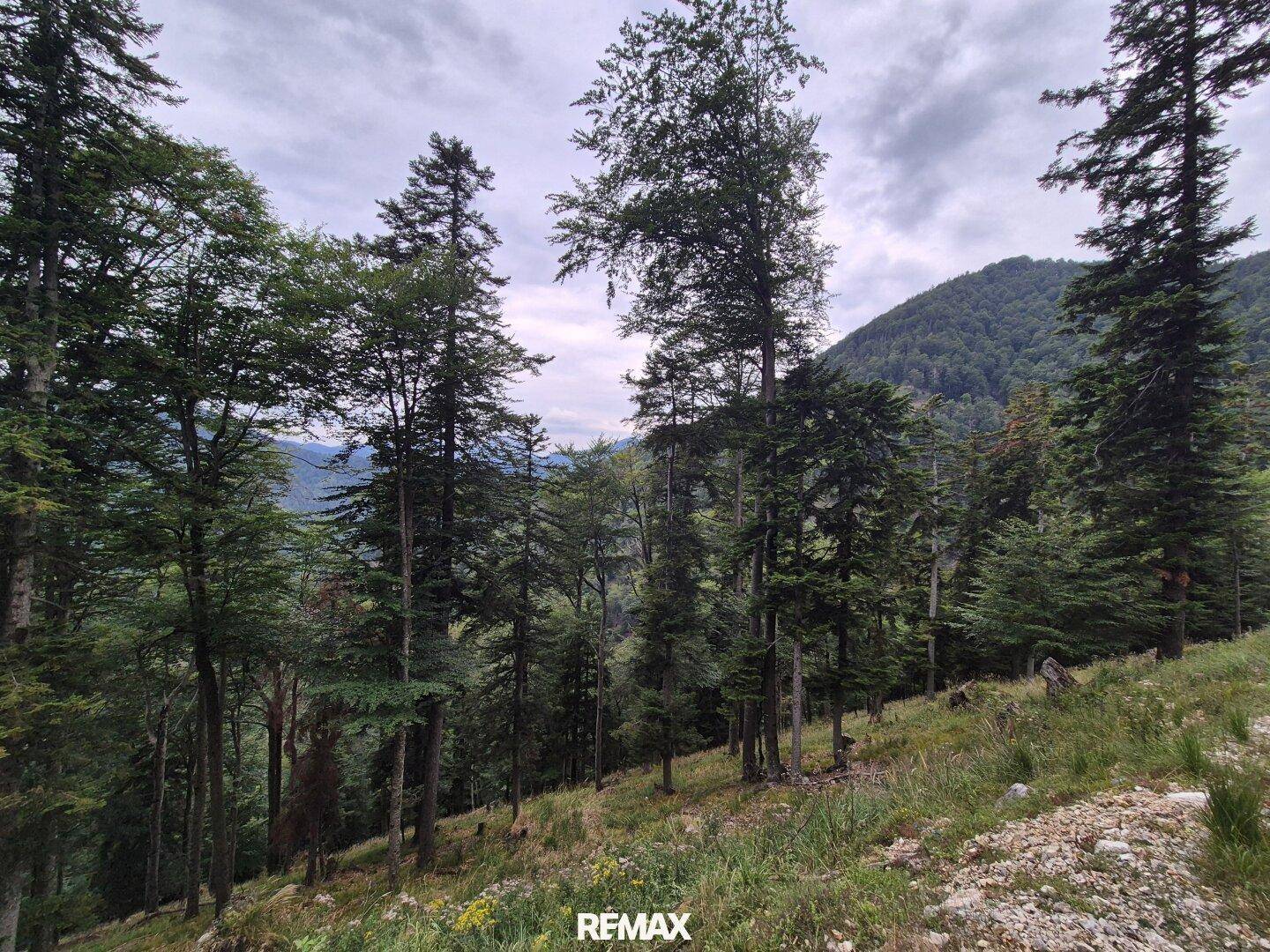 Eine weite Waldlandschaft mit verschiedenen Baumarten und einem Bergpanorama im Hintergrund.