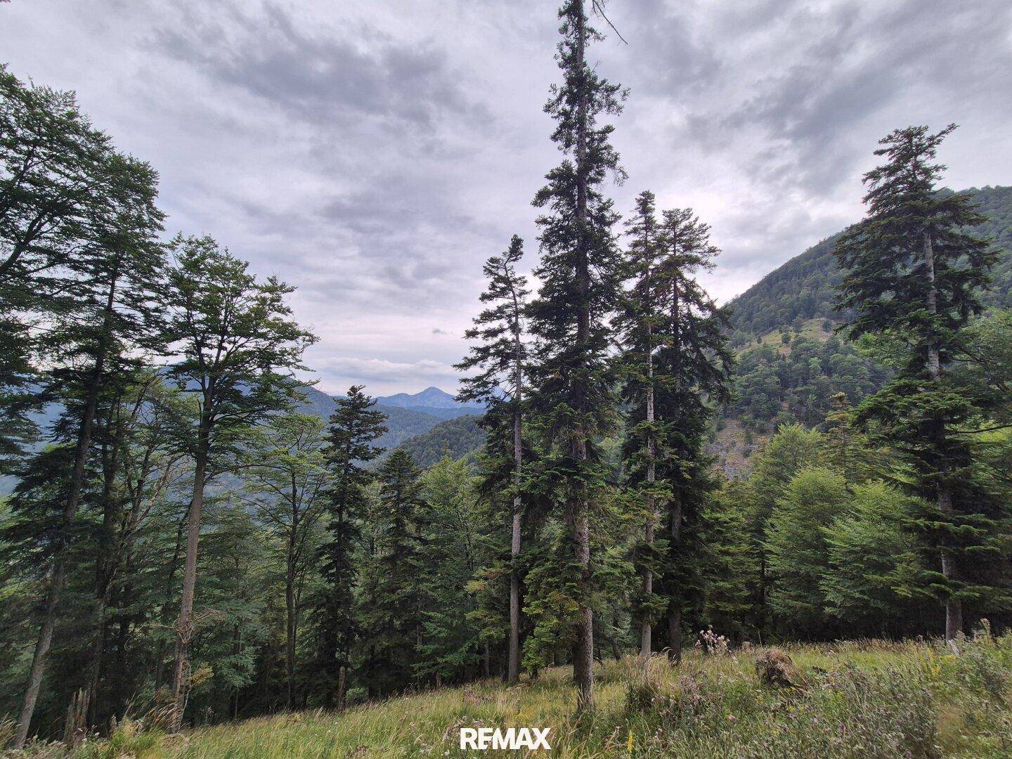 Panoramablick über eine bewaldete Berglandschaft mit weitem Horizont unter einem bewölkten Himmel.