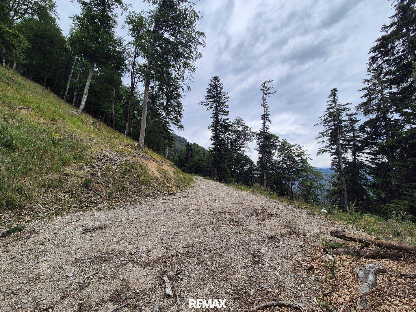 Ein breiter Schotterweg führt durch eine bewaldete Hügellandschaft mit Blick auf die Ferne.
