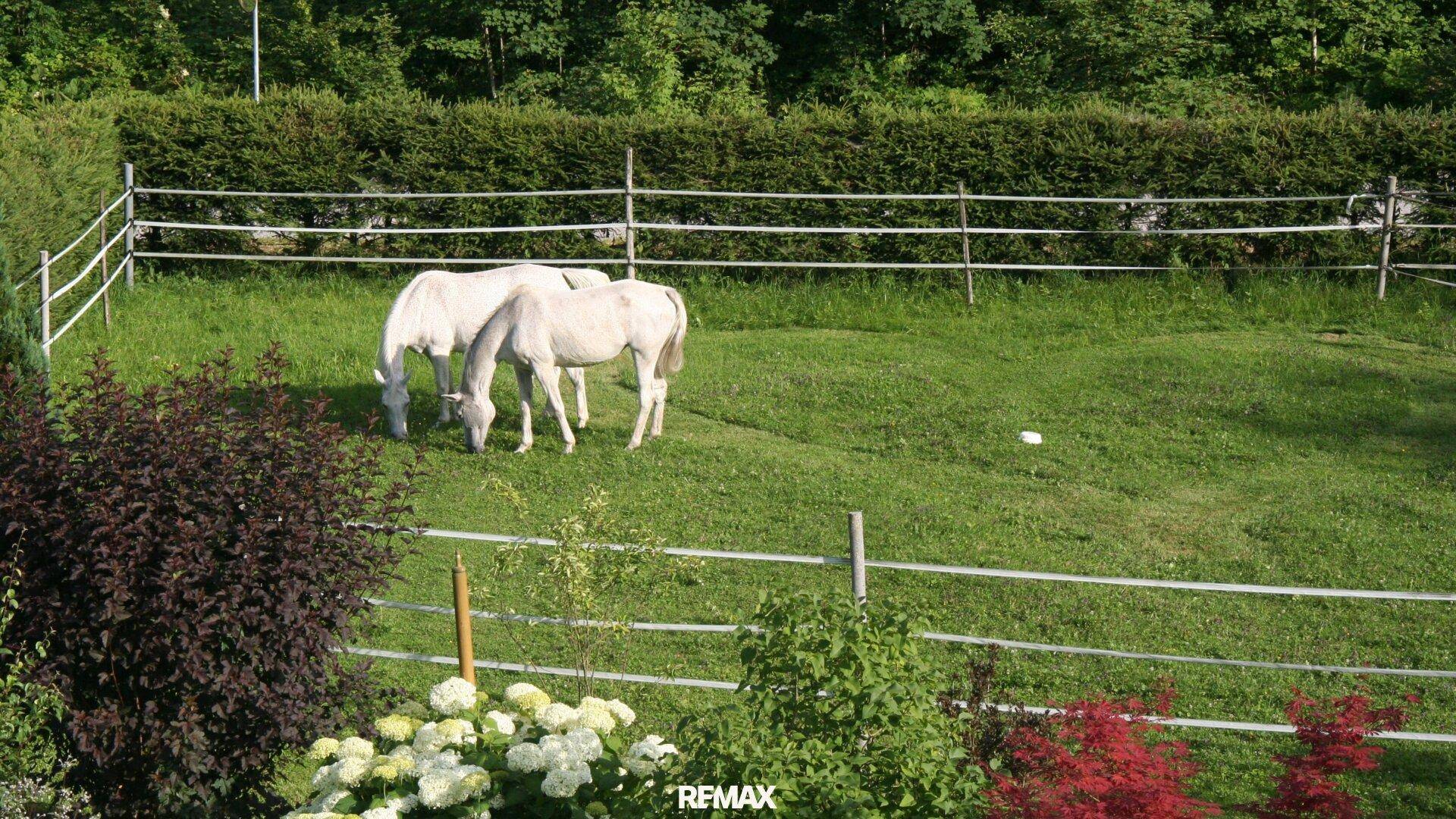 Zwei weiße Pferde grasen friedlich auf einer eingezäunten grünen Weide mit Hecken im Hintergrund.